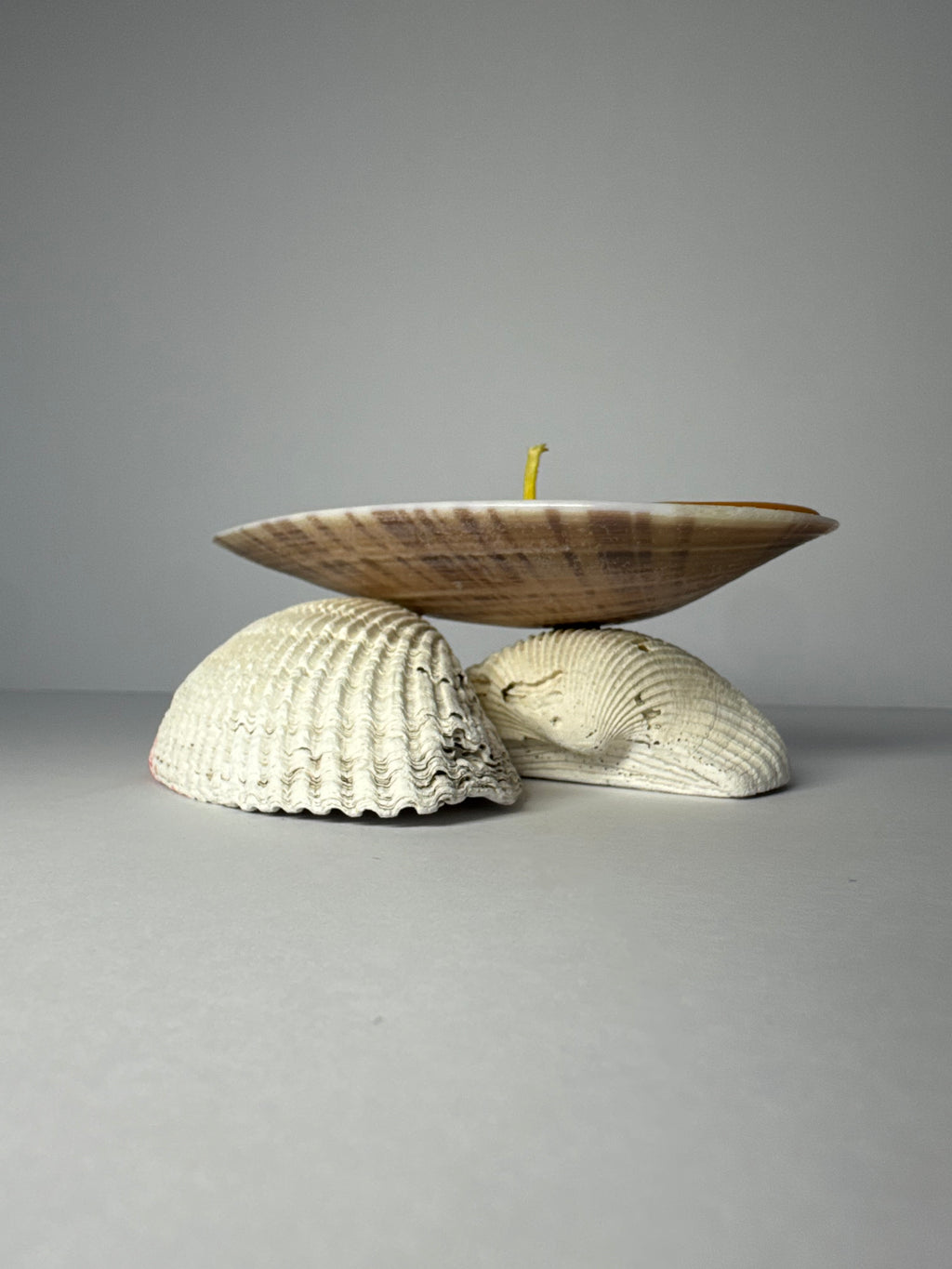 Shell Candle