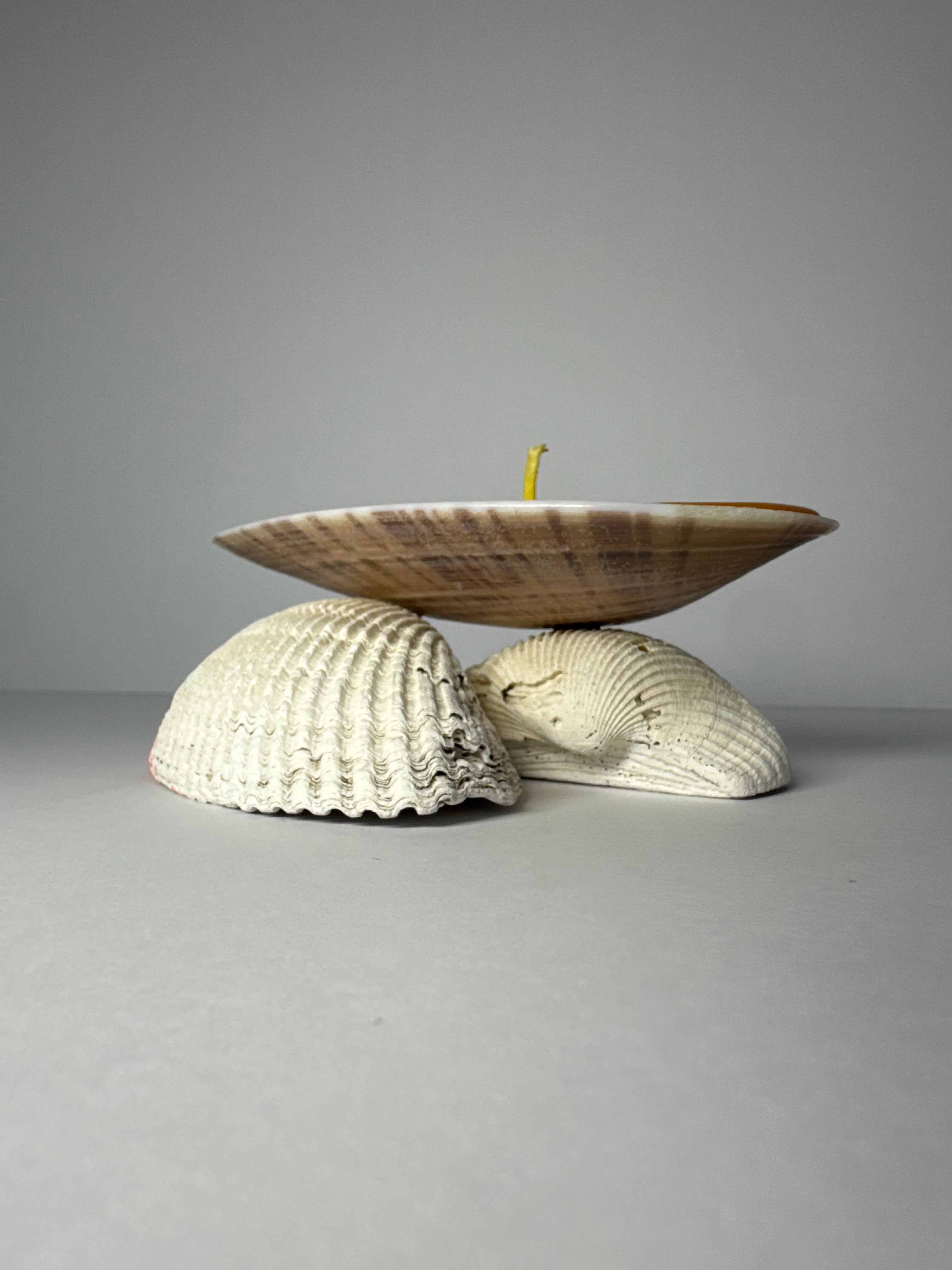 Shell Candle
