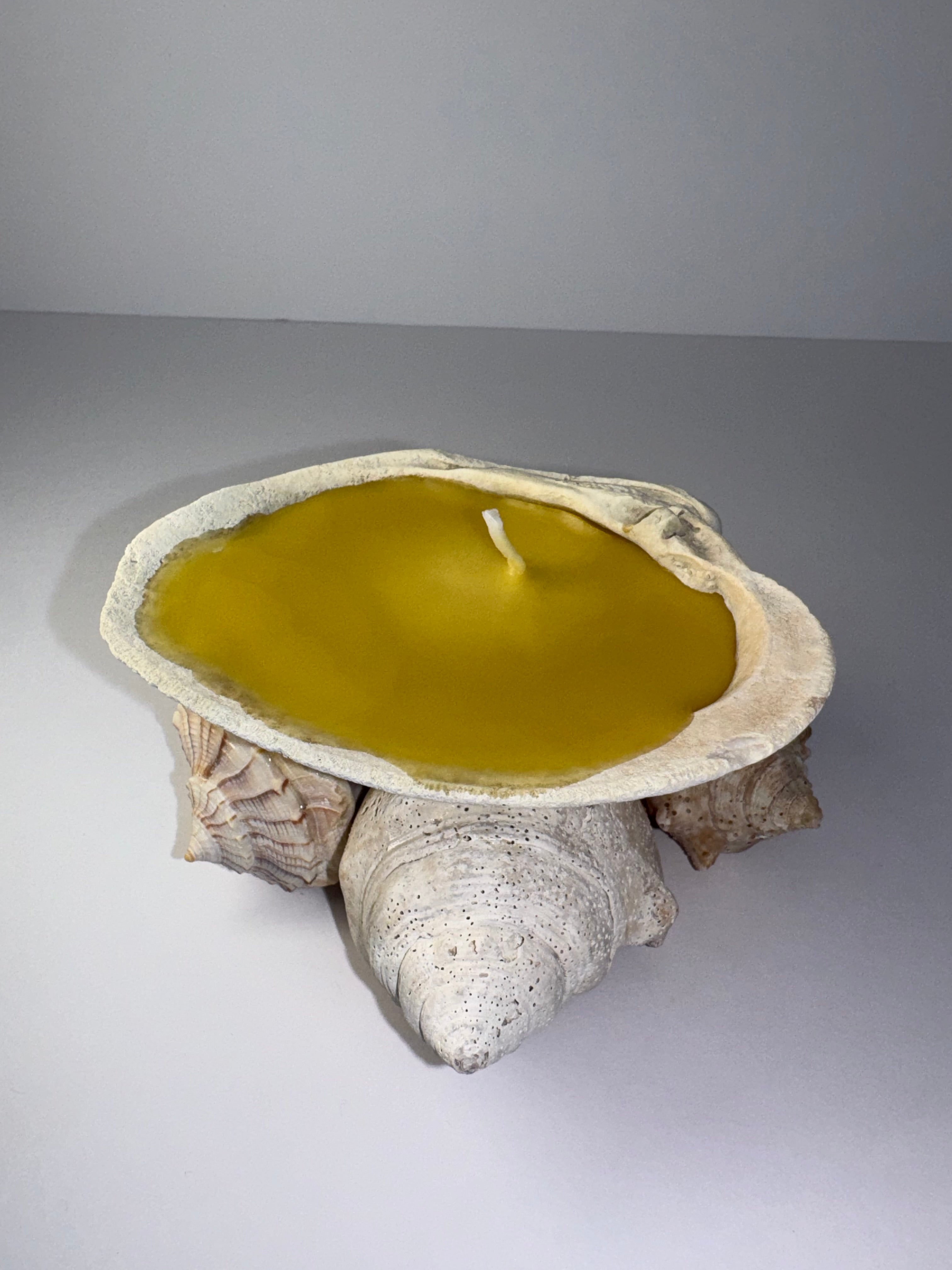 Shell Candle