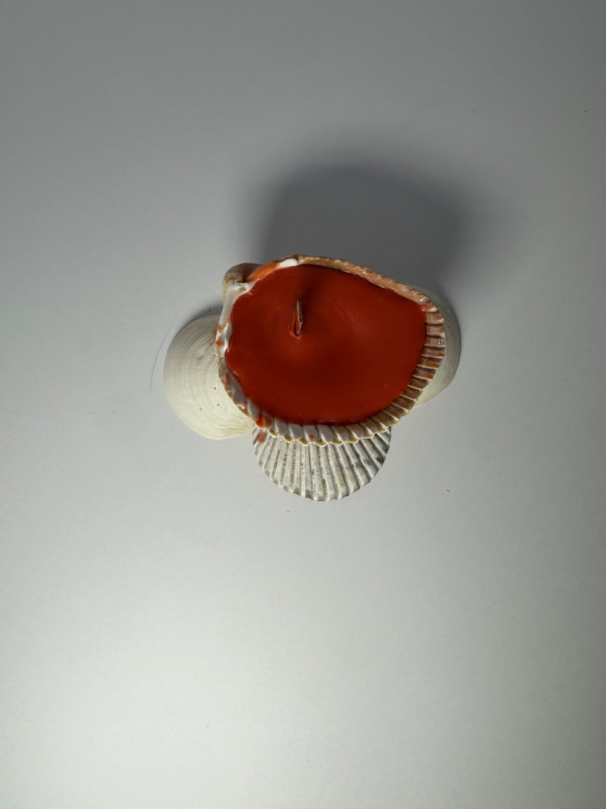 Shell Candle
