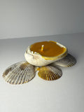 Shell Candle