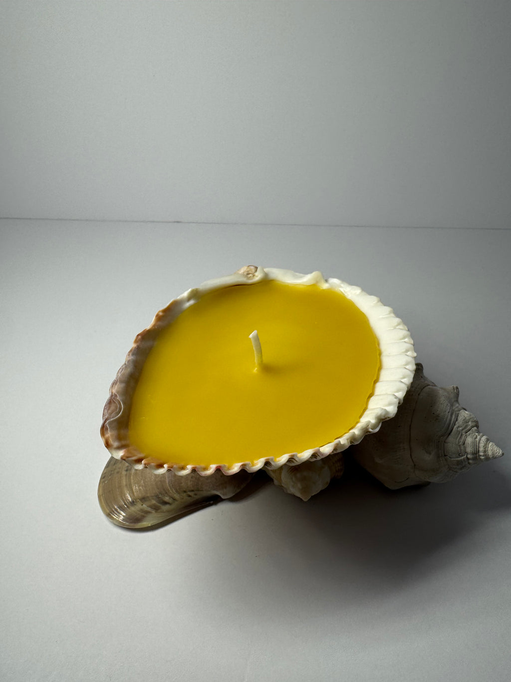 Shell Candle