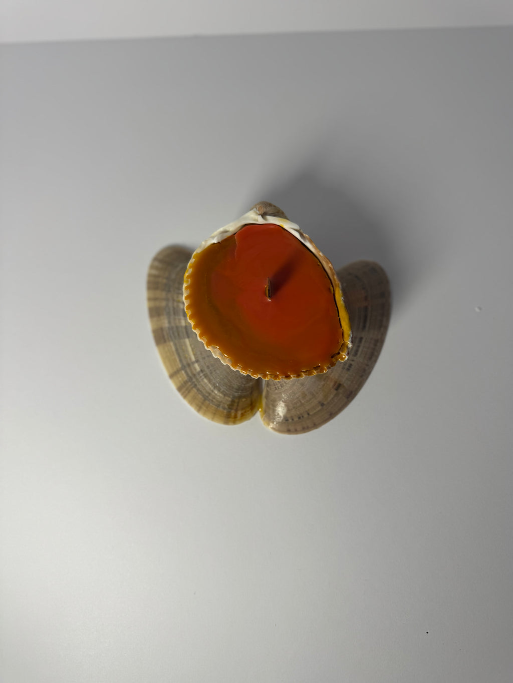 Shell Candle