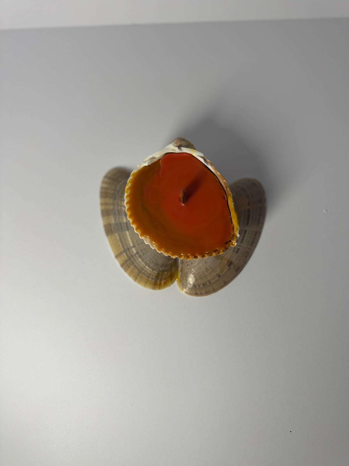 Shell Candle