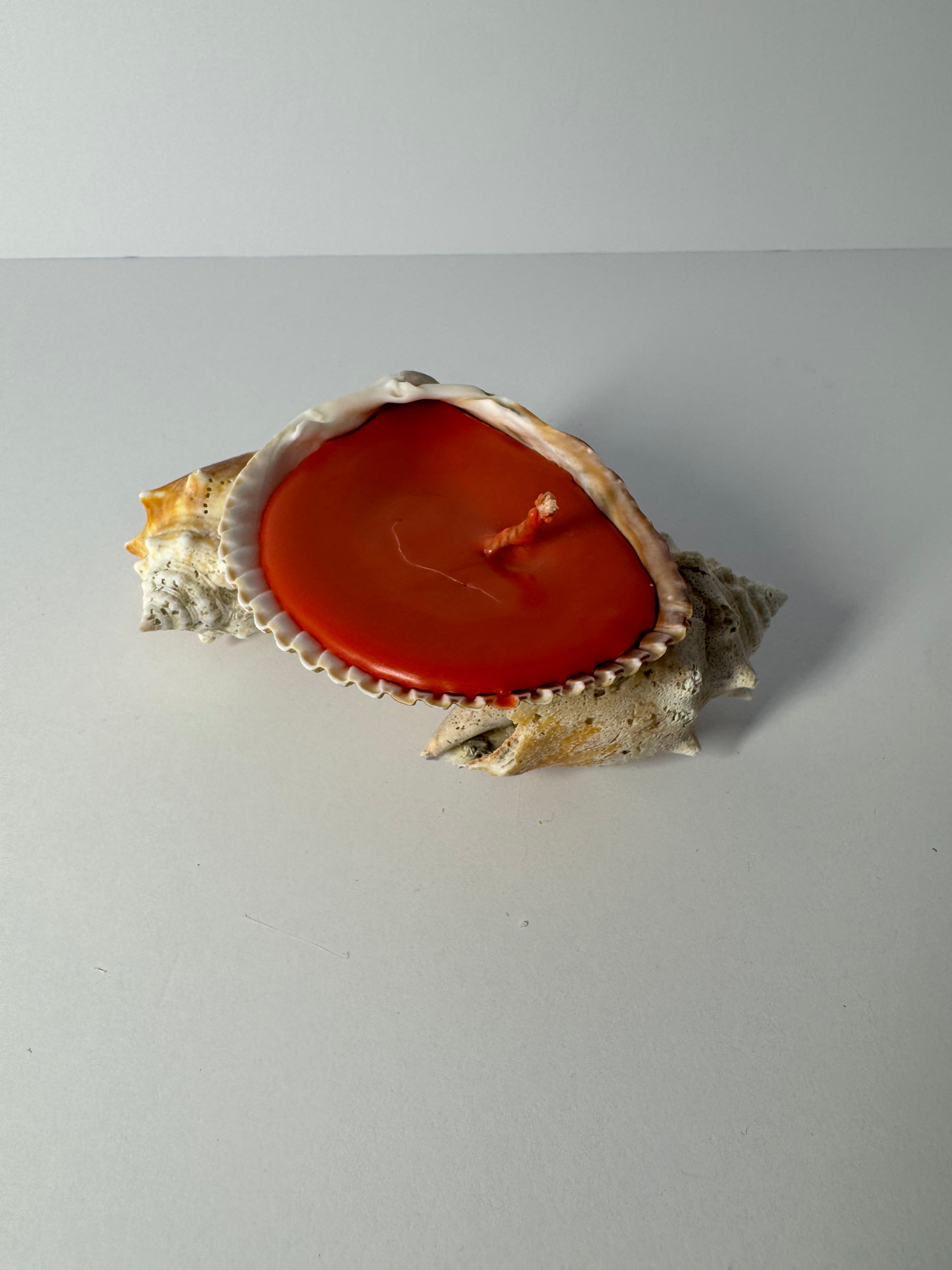 Shell Candle