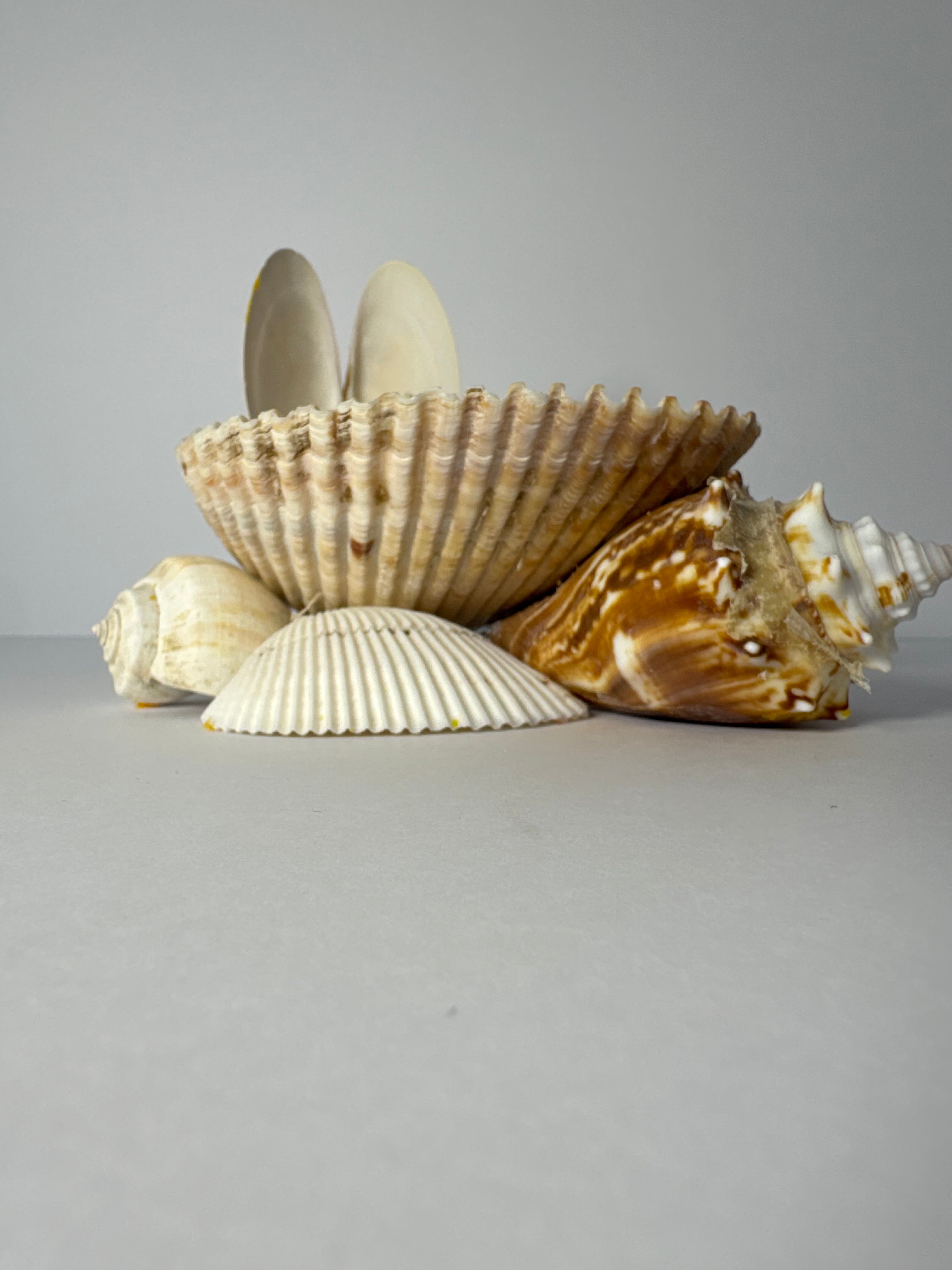 Shell Candle