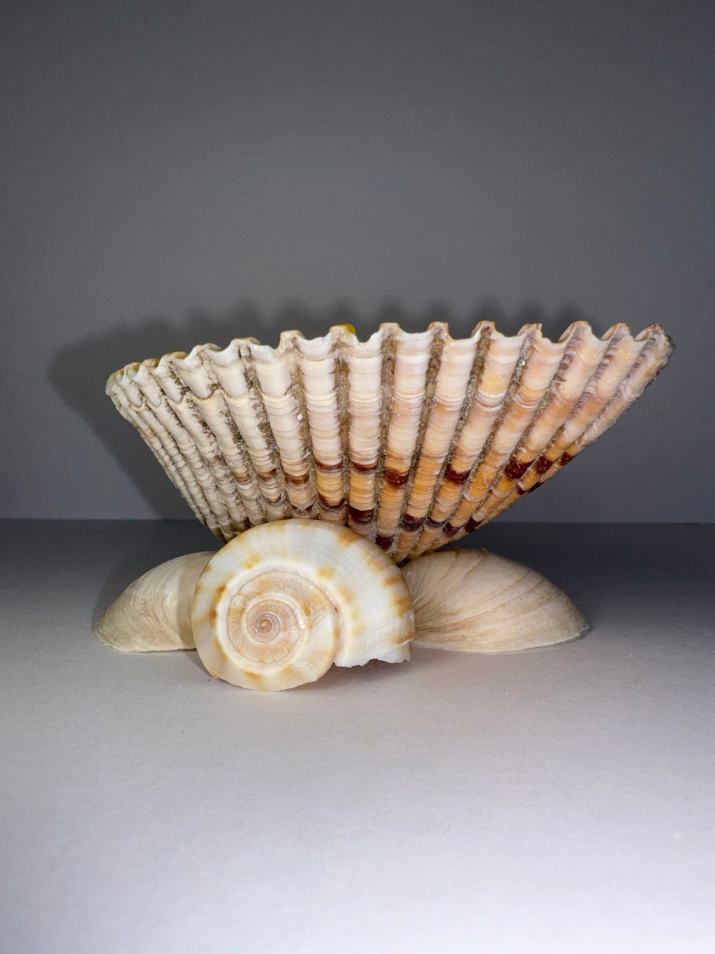 Shell Candle