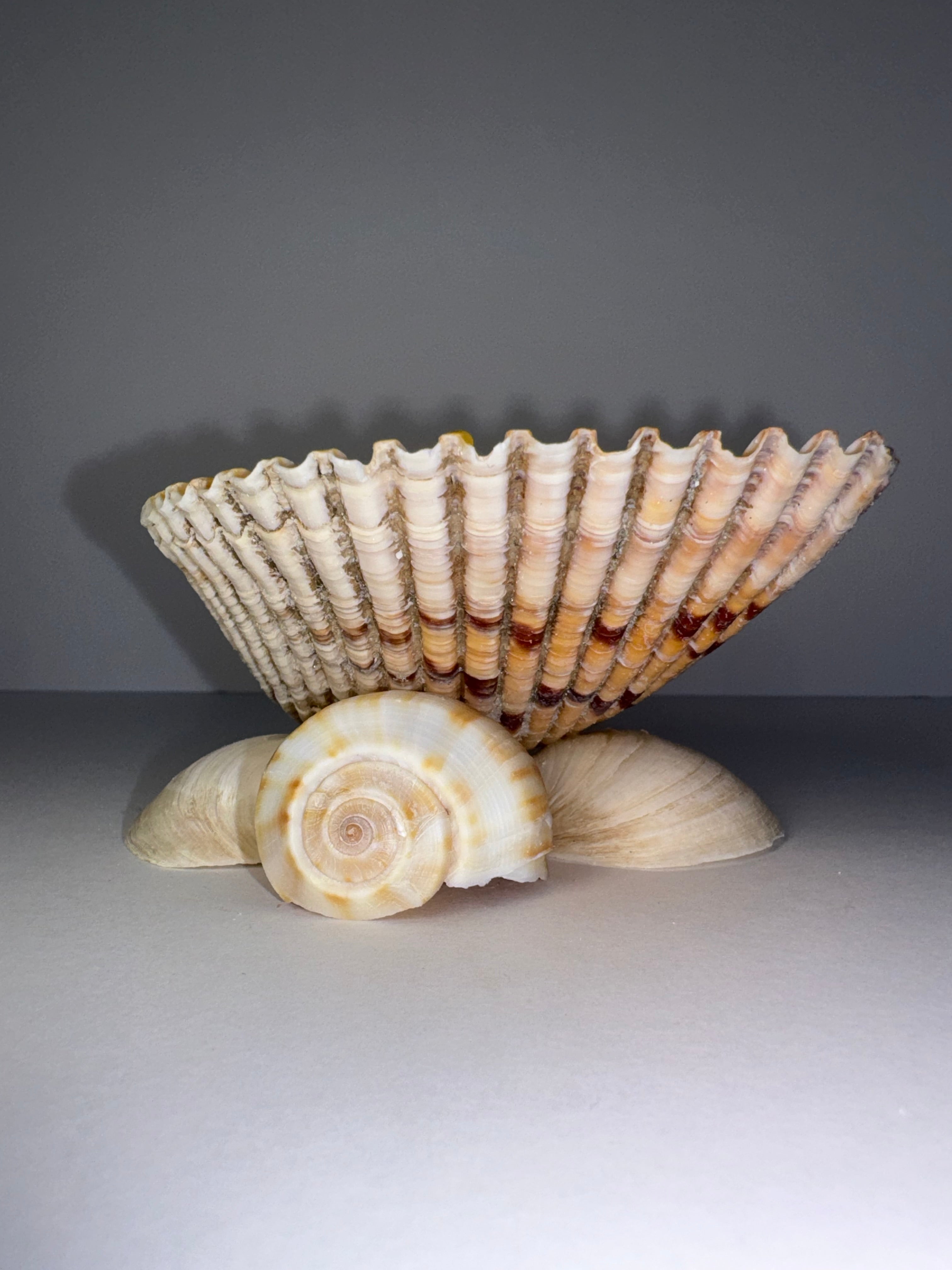 Shell Candle