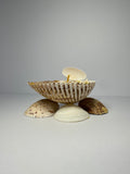 Shell Candle