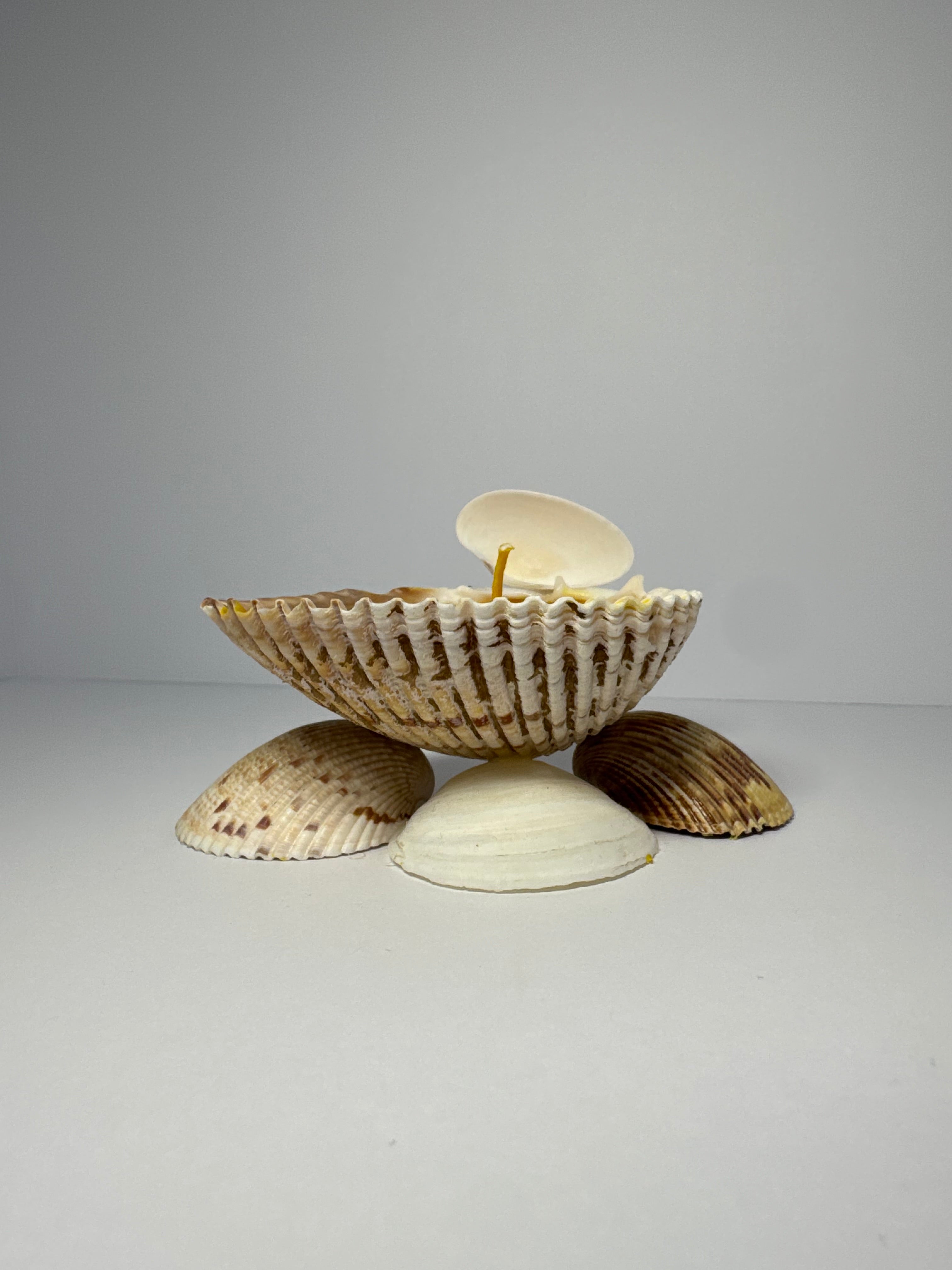 Shell Candle
