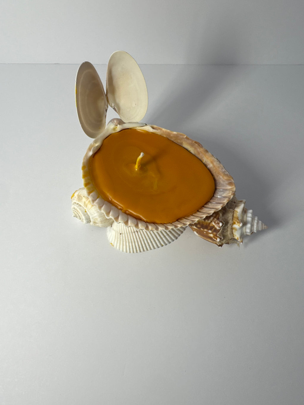 Shell Candle
