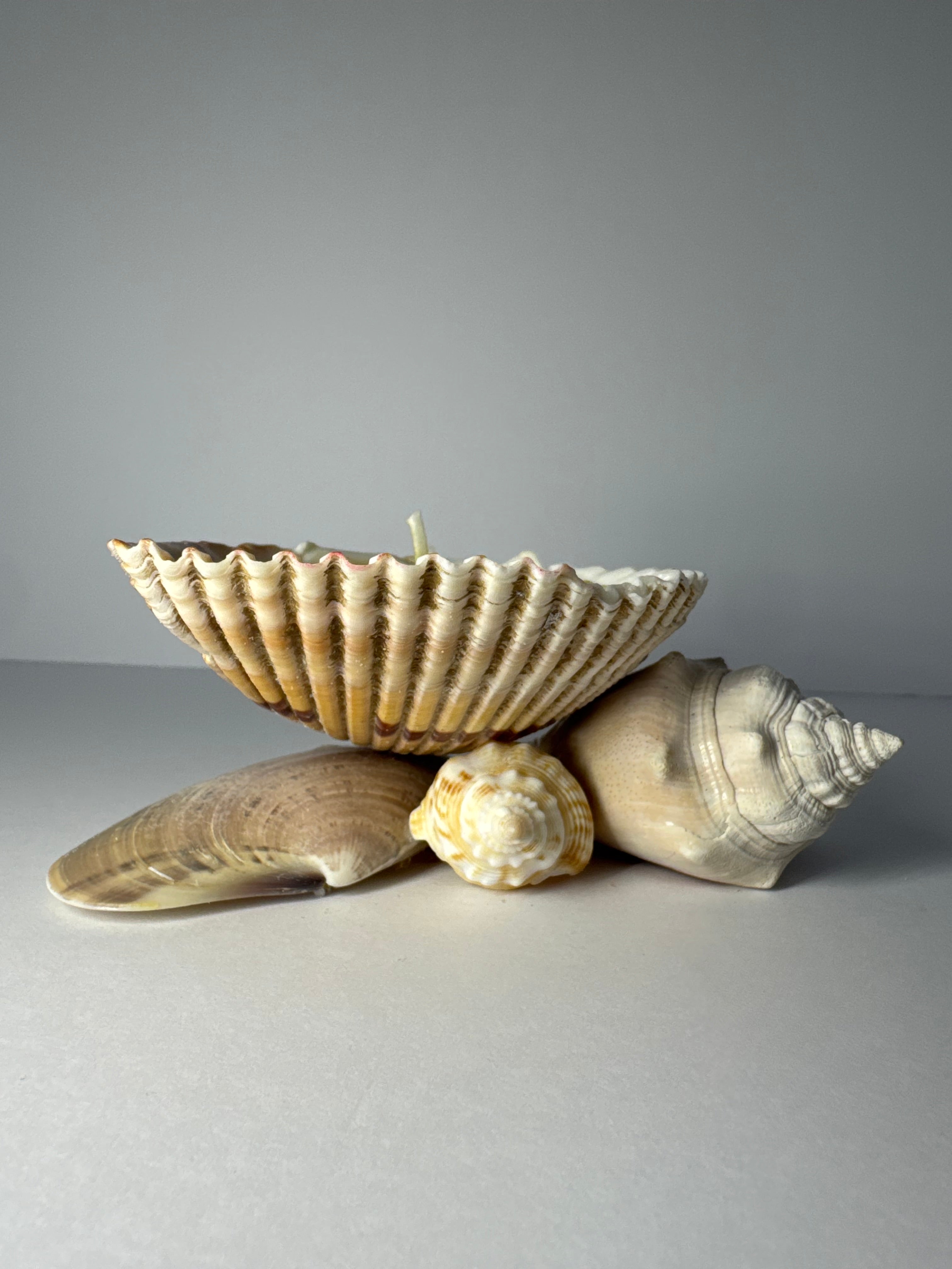 Shell Candle