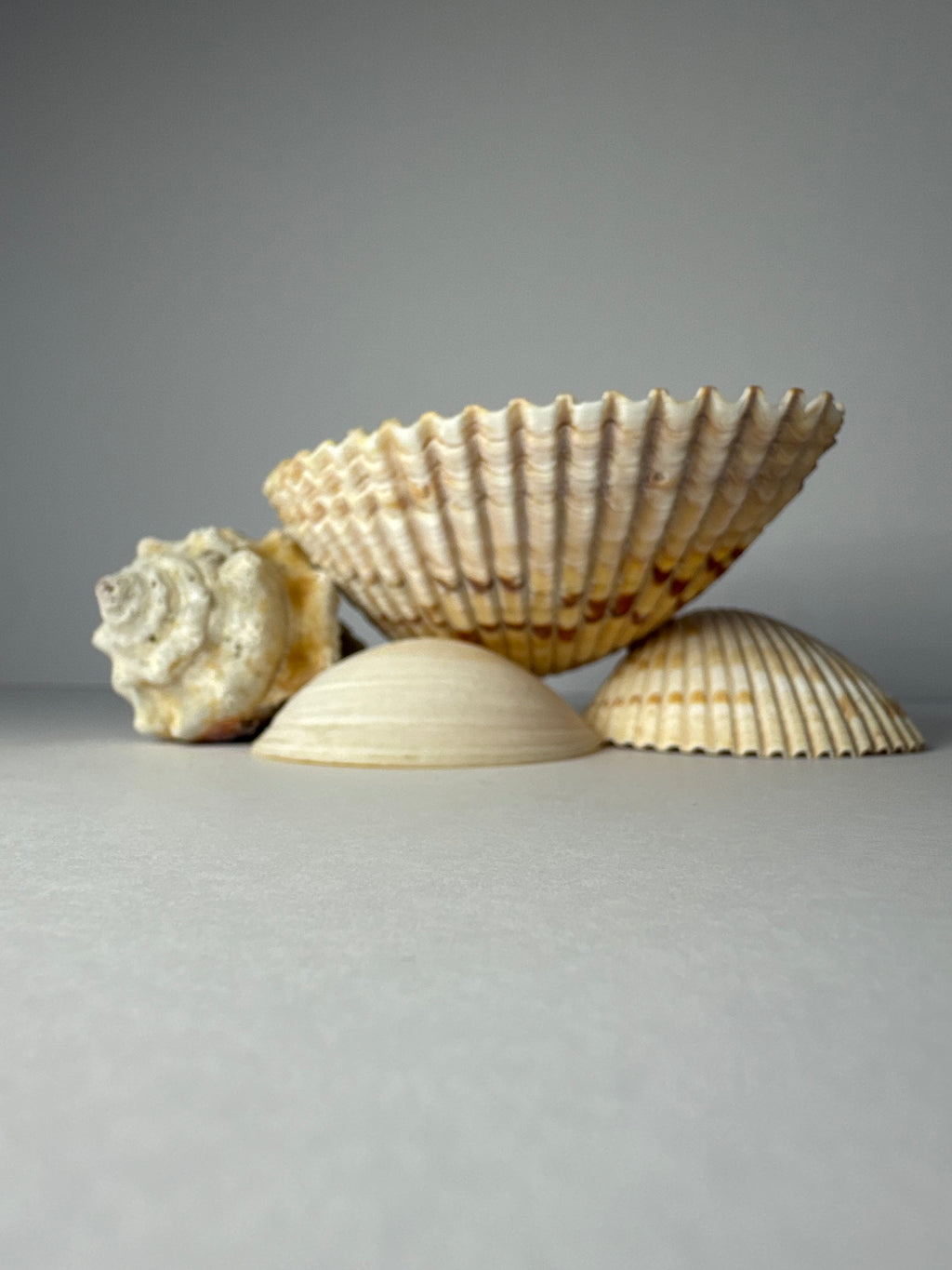 Shell Candle