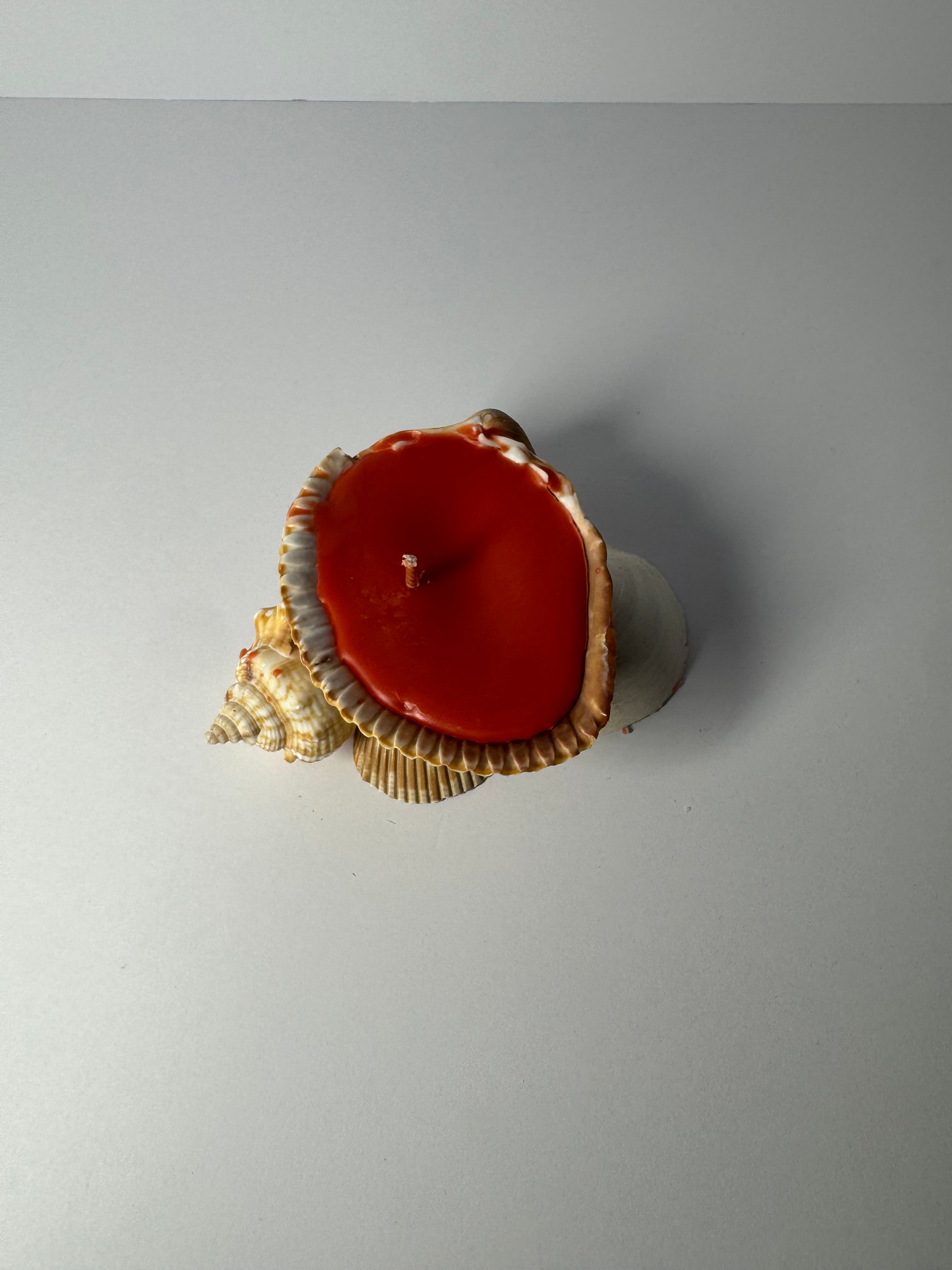 Shell Candle