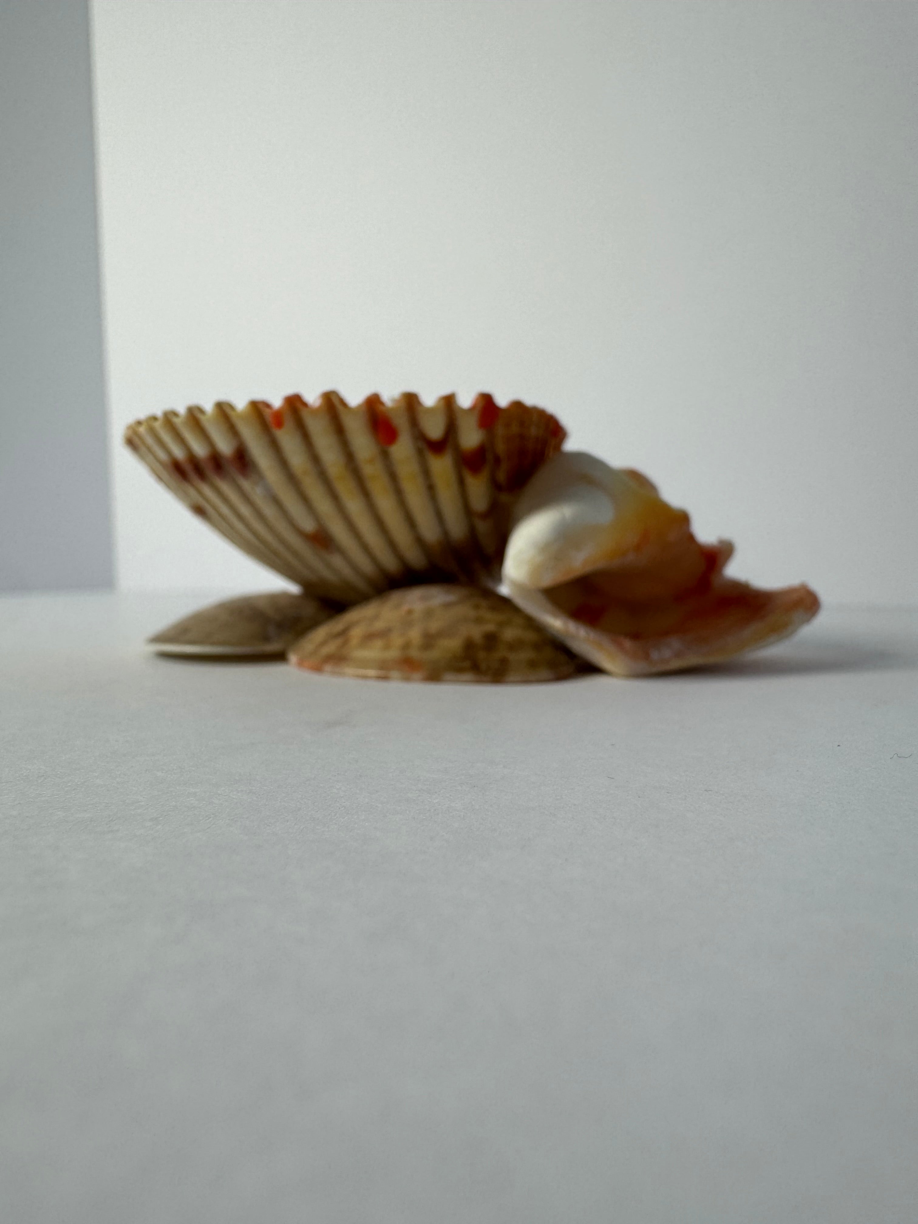 Shell Candle
