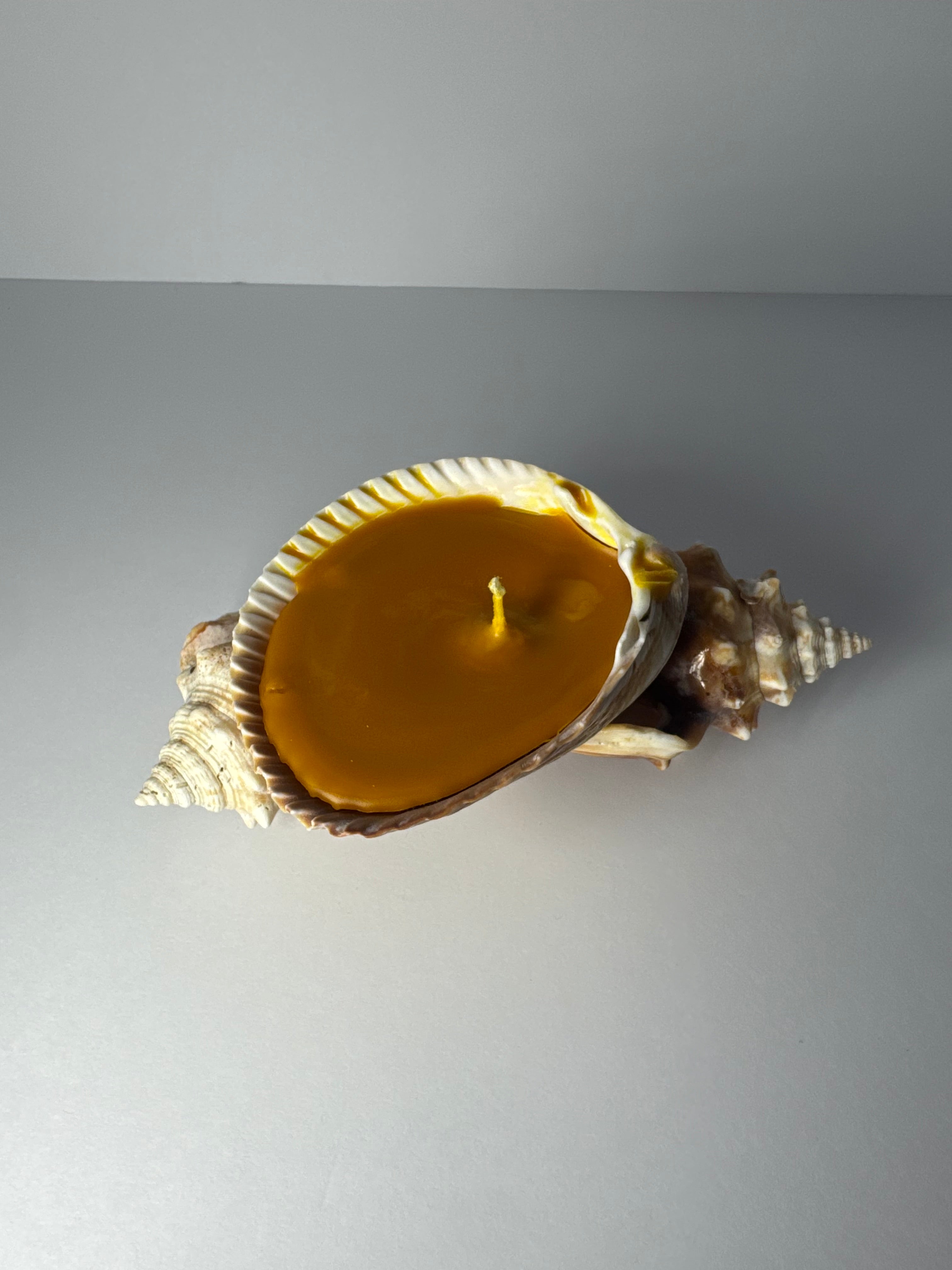 Shell Candle