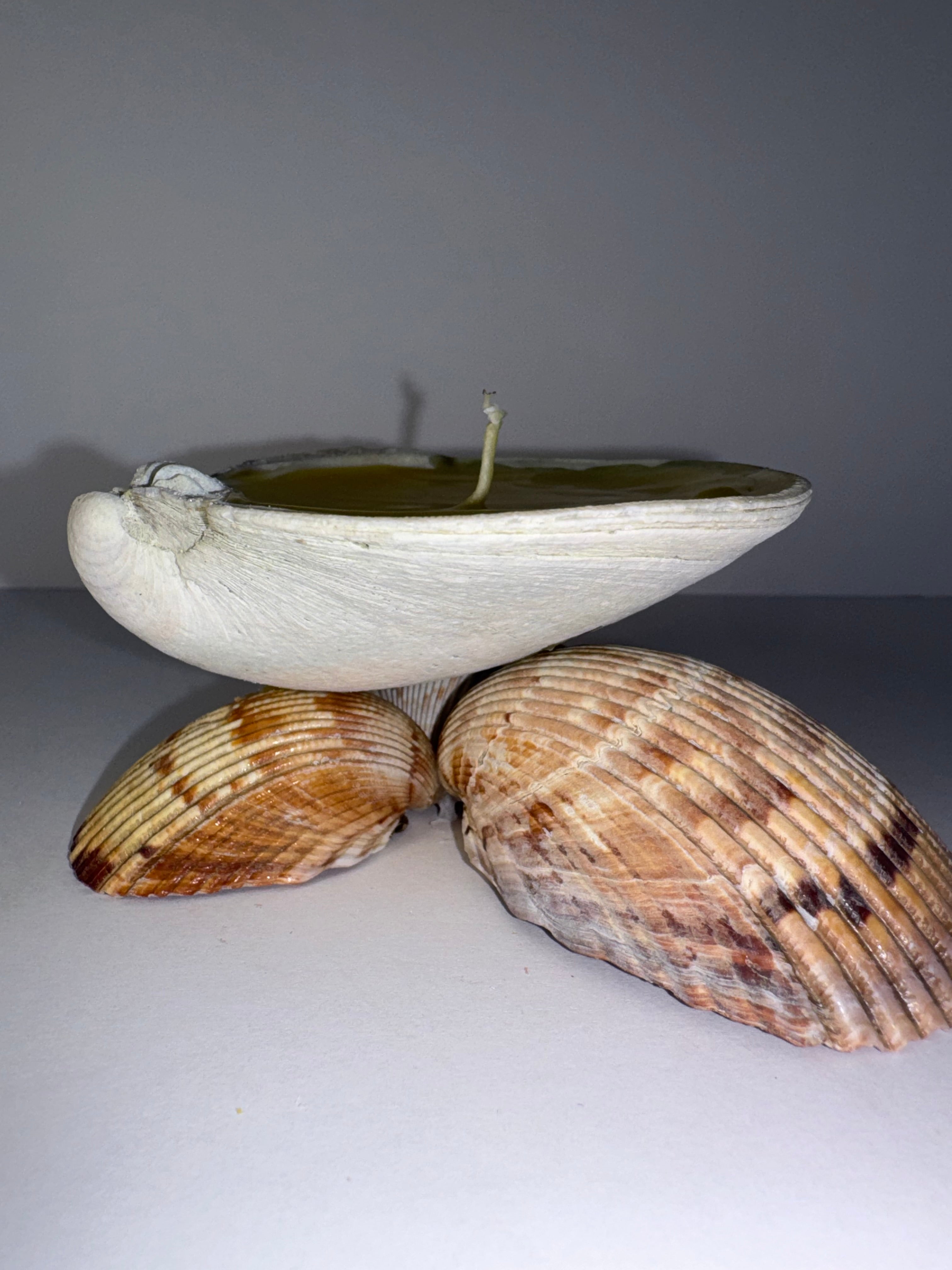 Shell Candle