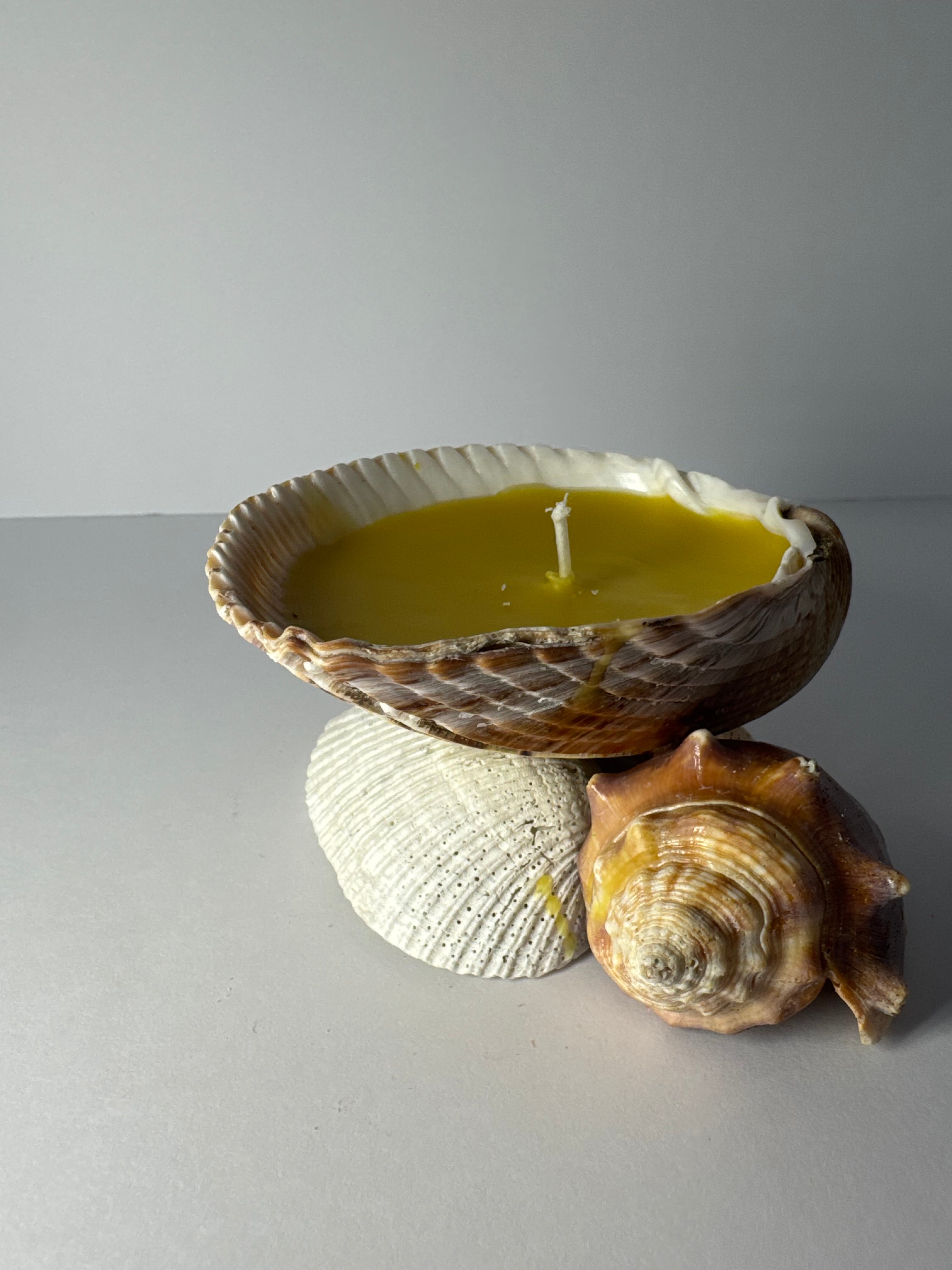 Shell Candle