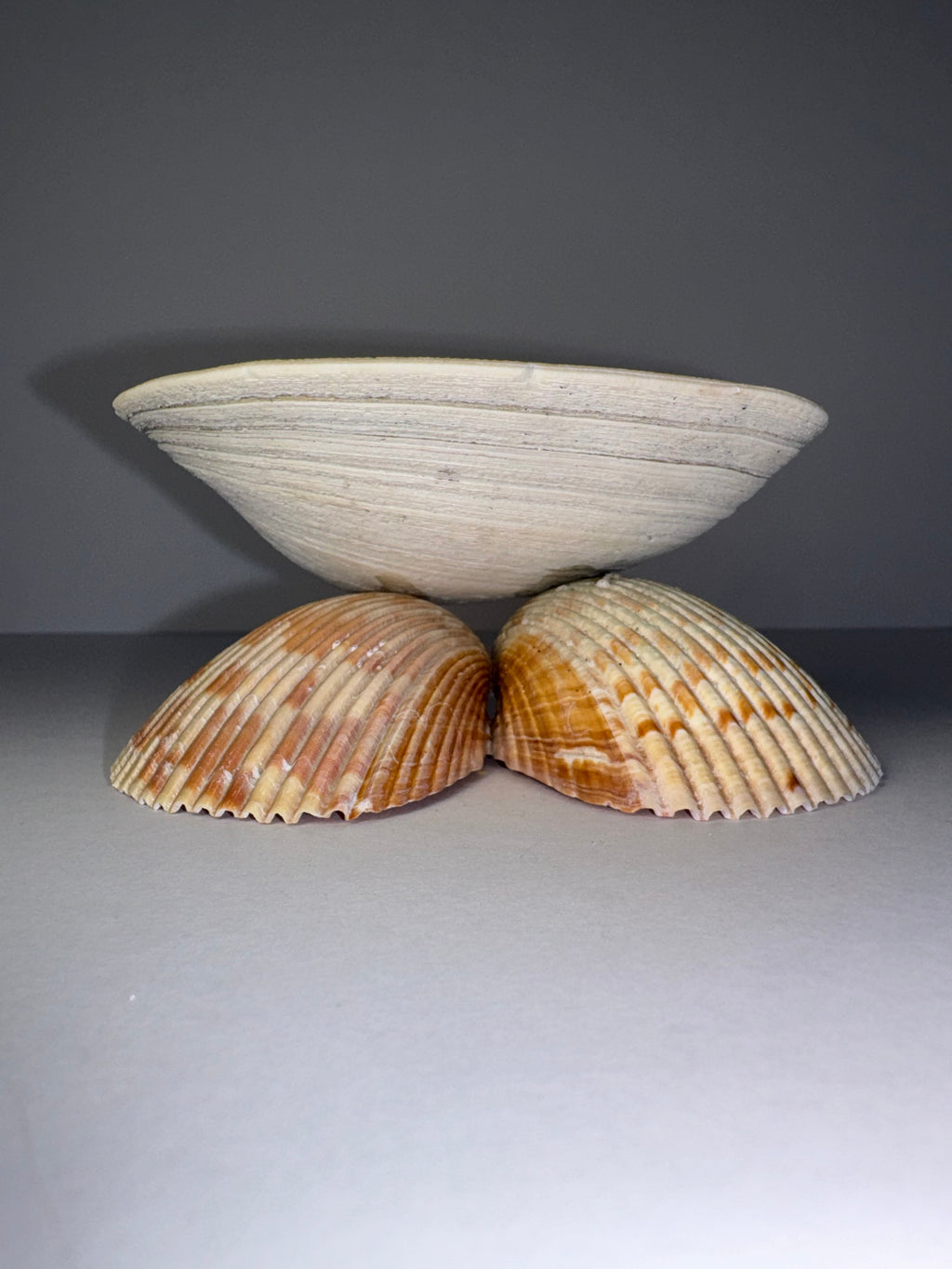 Shell Candle