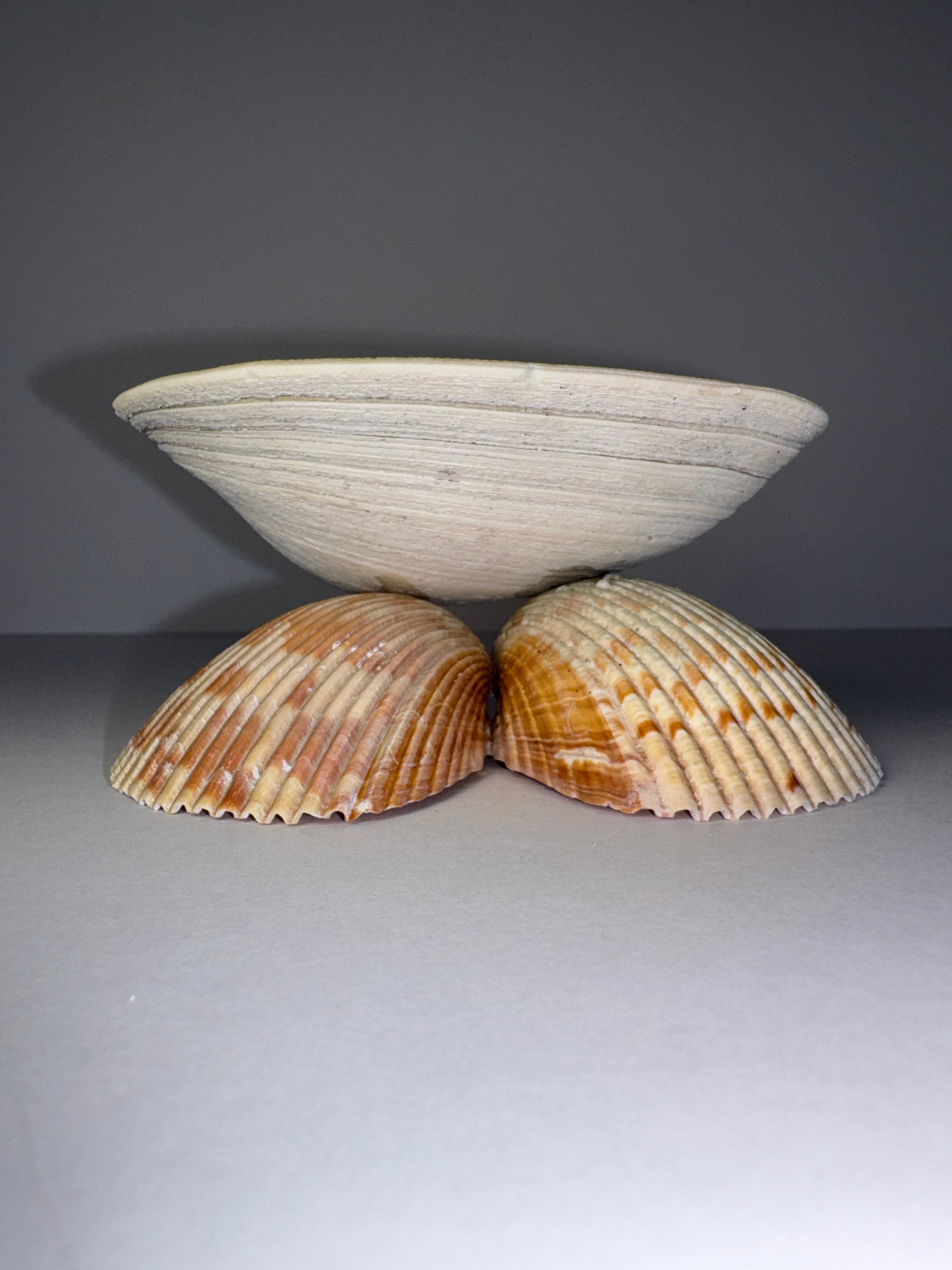 Shell Candle