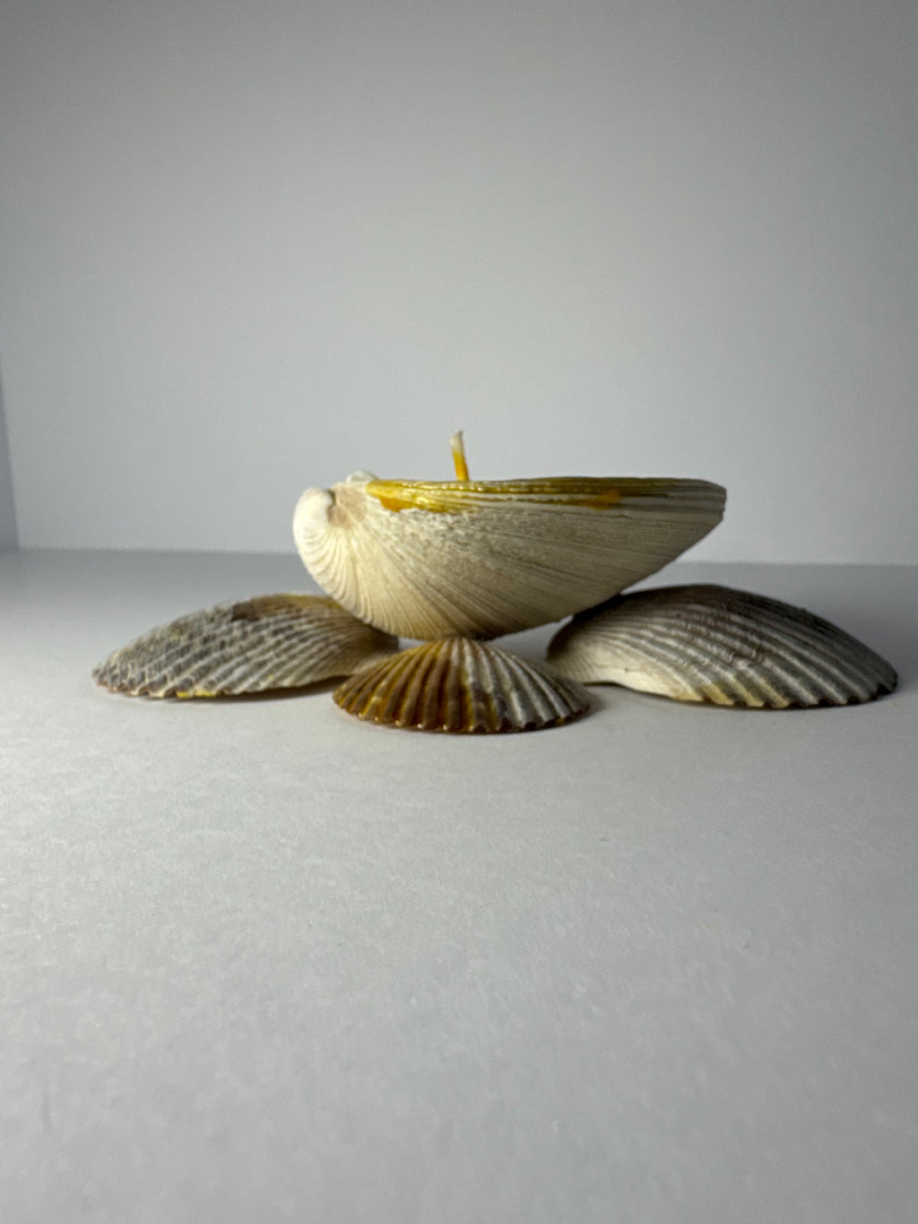 Shell Candle