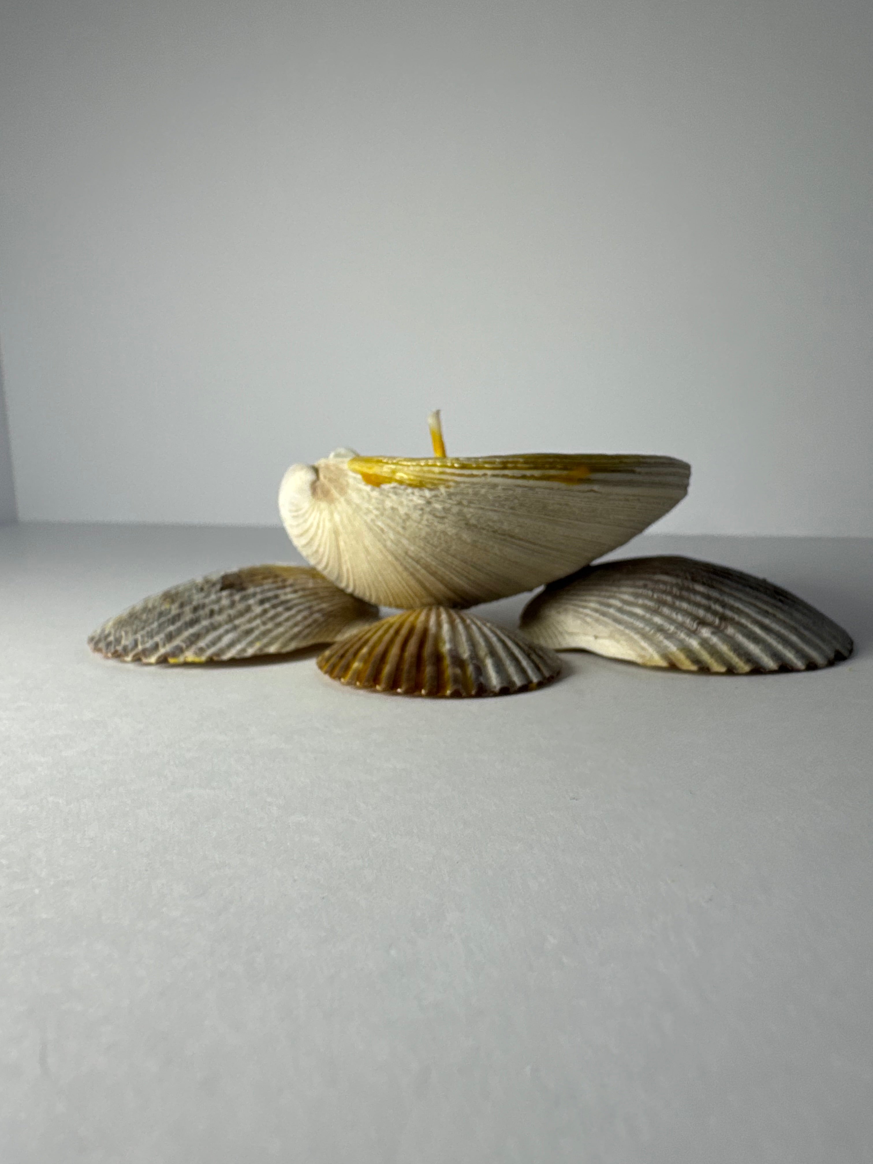 Shell Candle