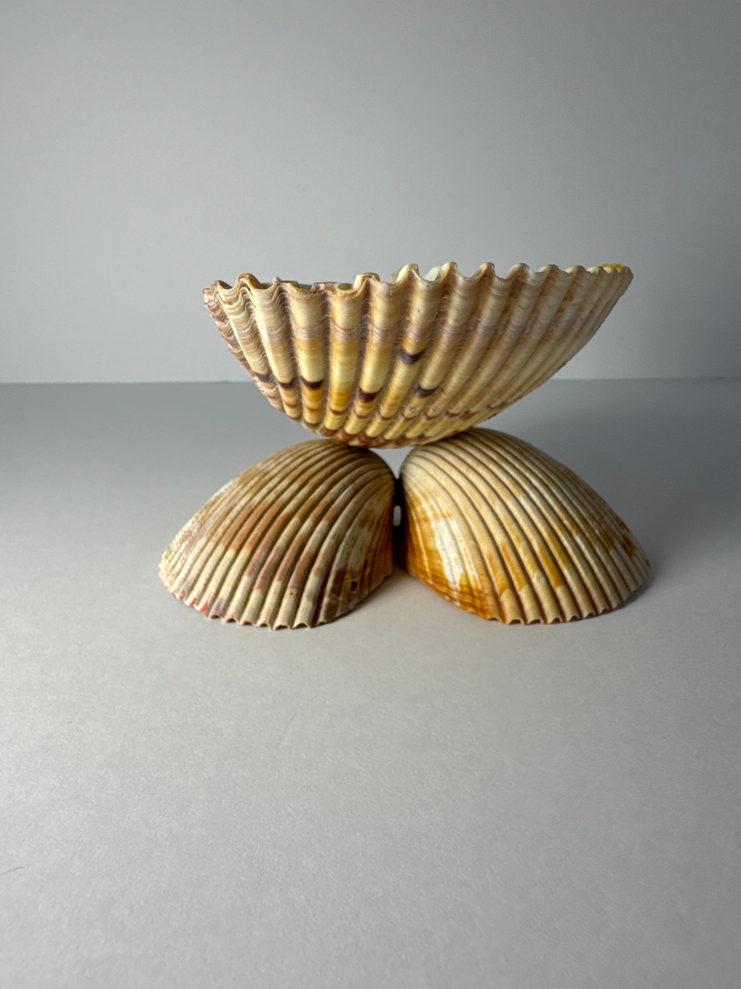 Shell Candle