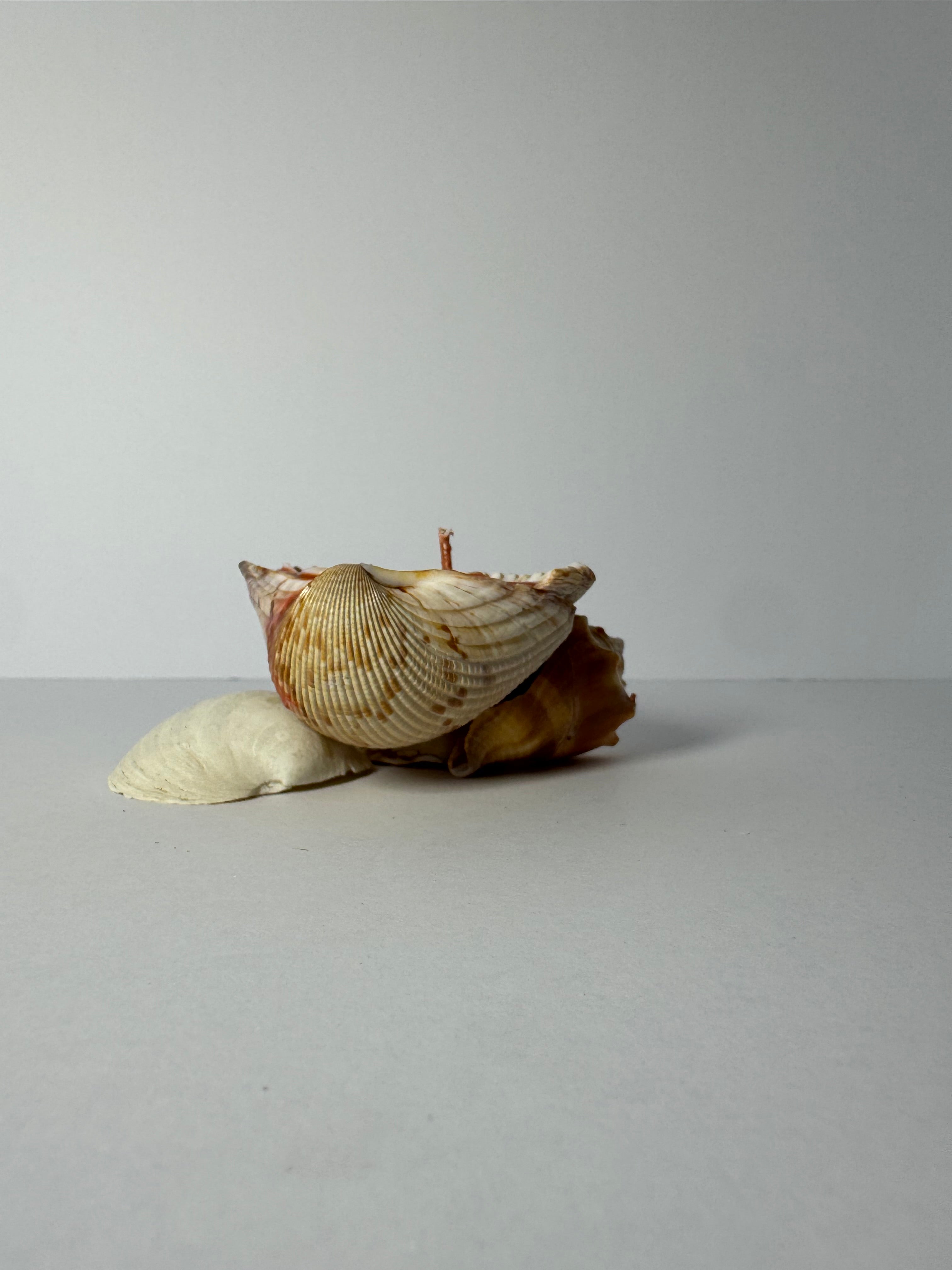 Shell Candle