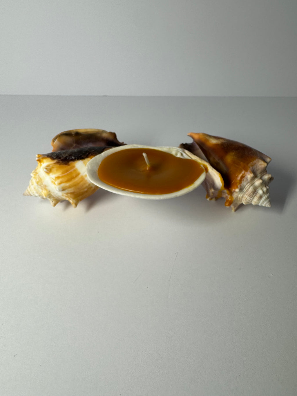 Shell Candle