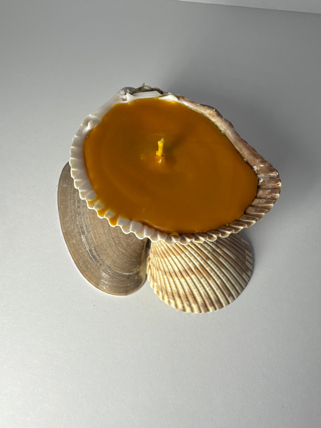 Shell Candle