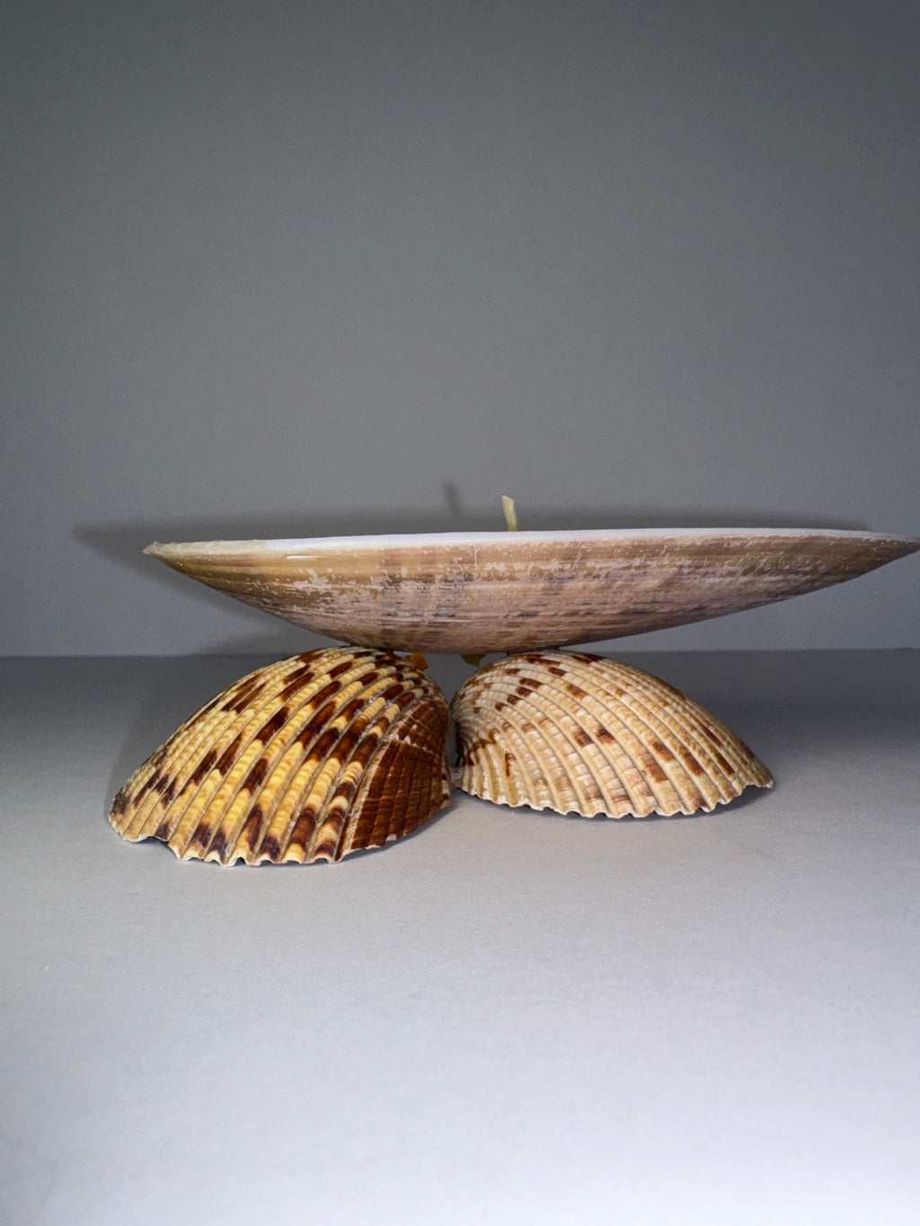 Shell Candle