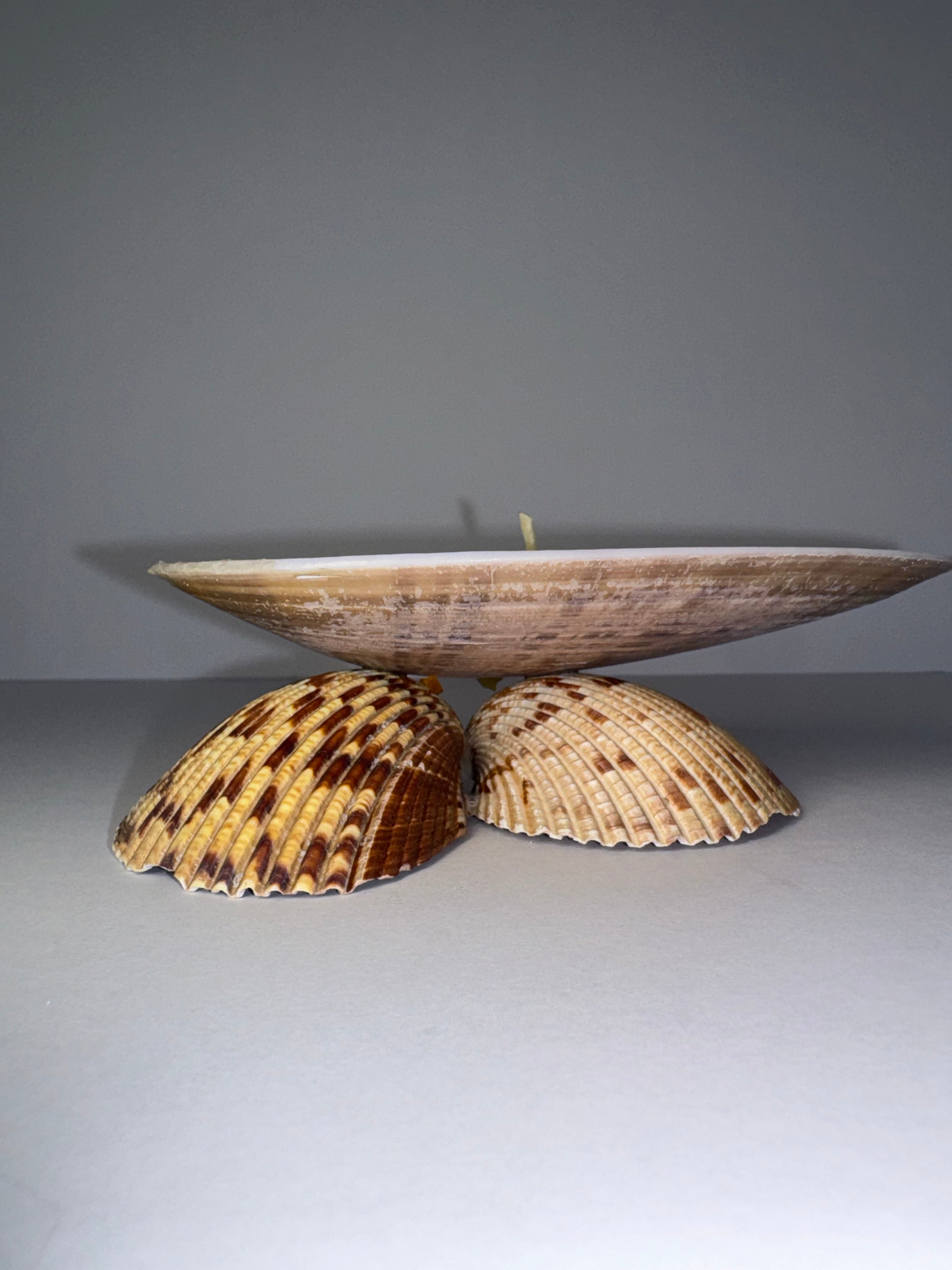 Shell Candle
