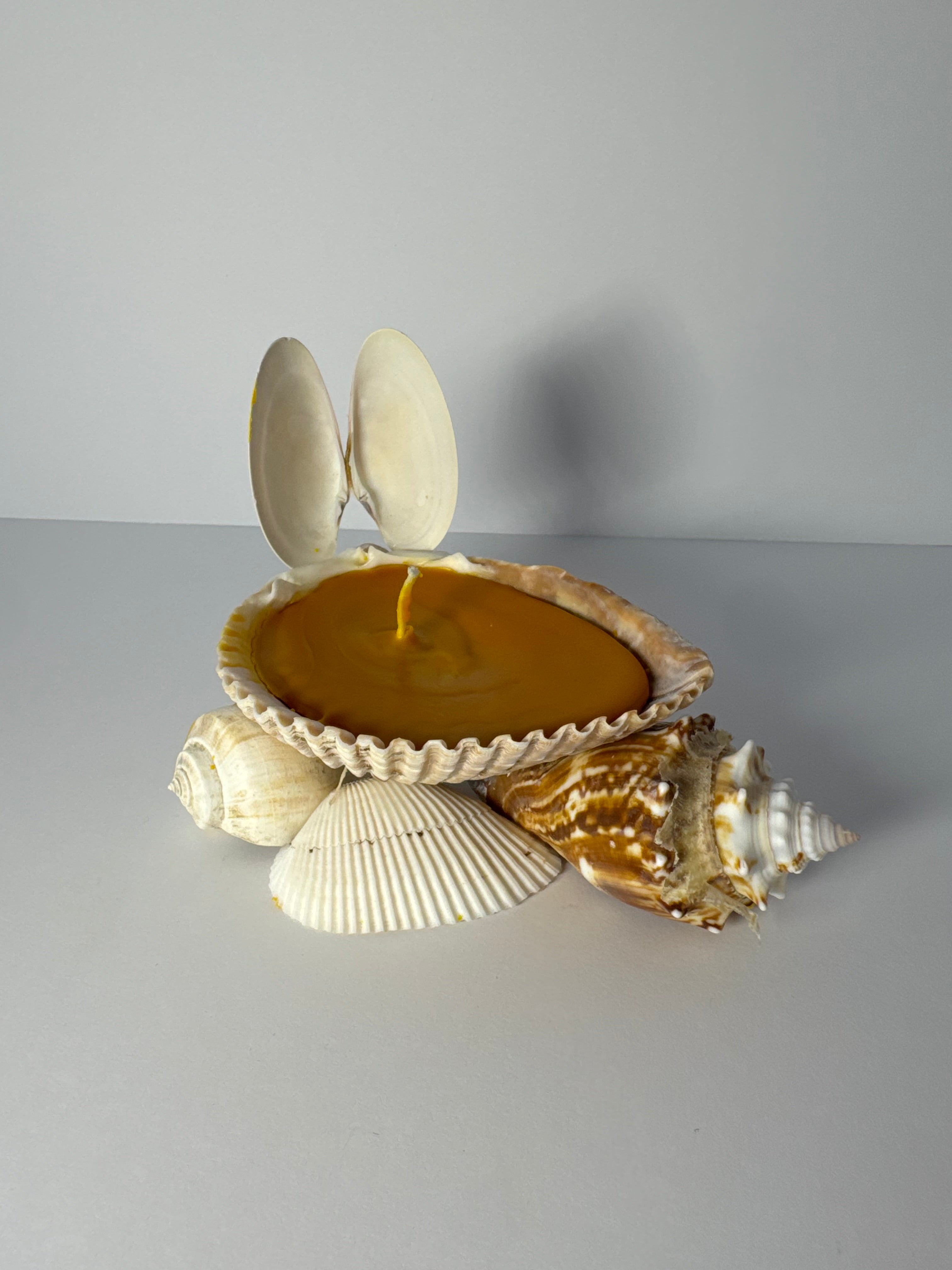 Shell Candle