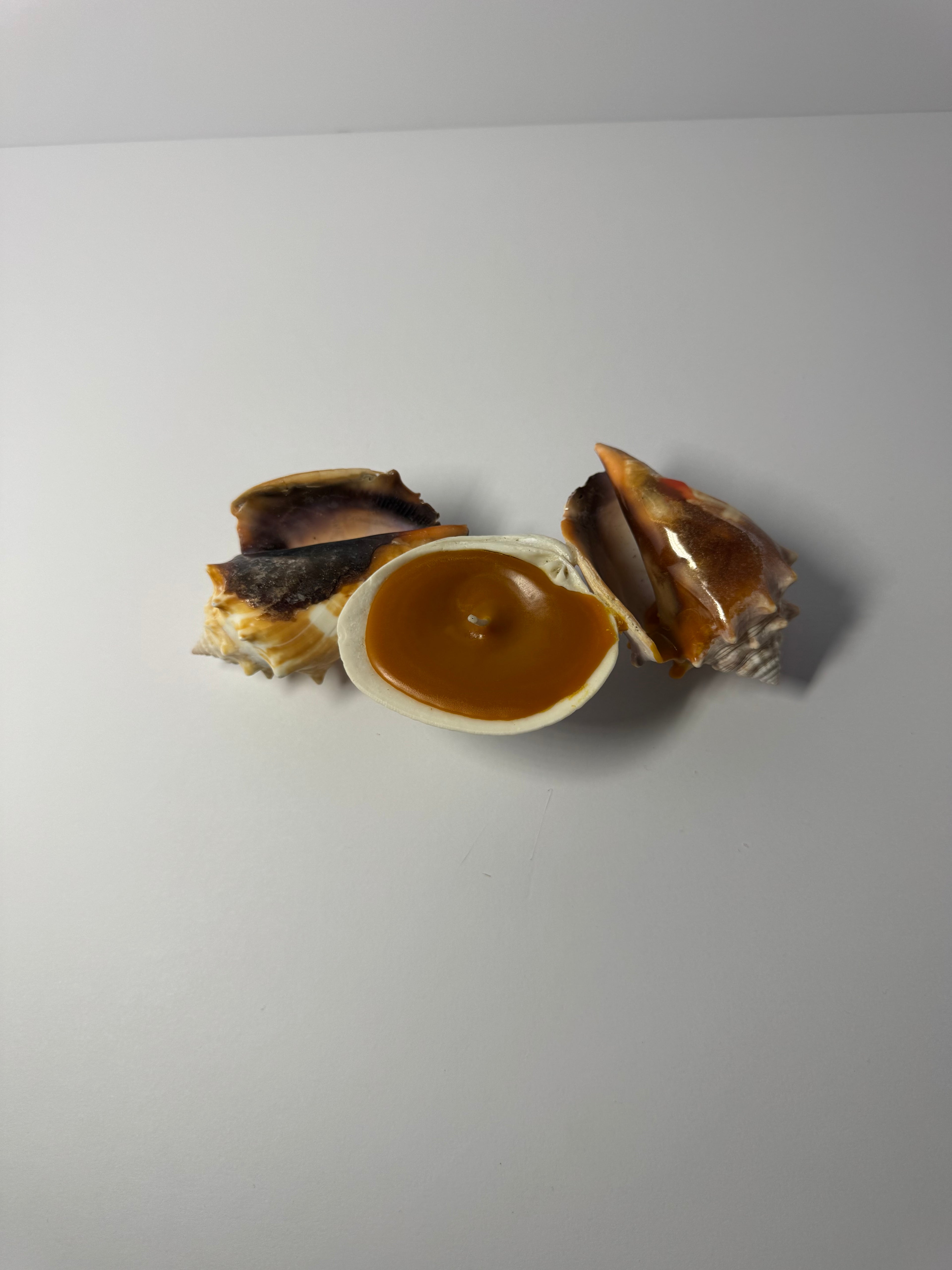 Shell Candle