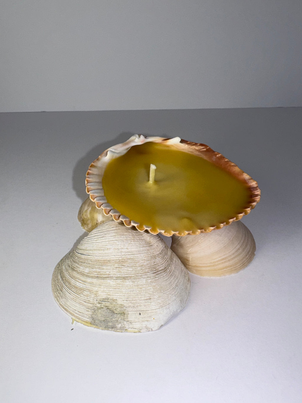 Shell Candle