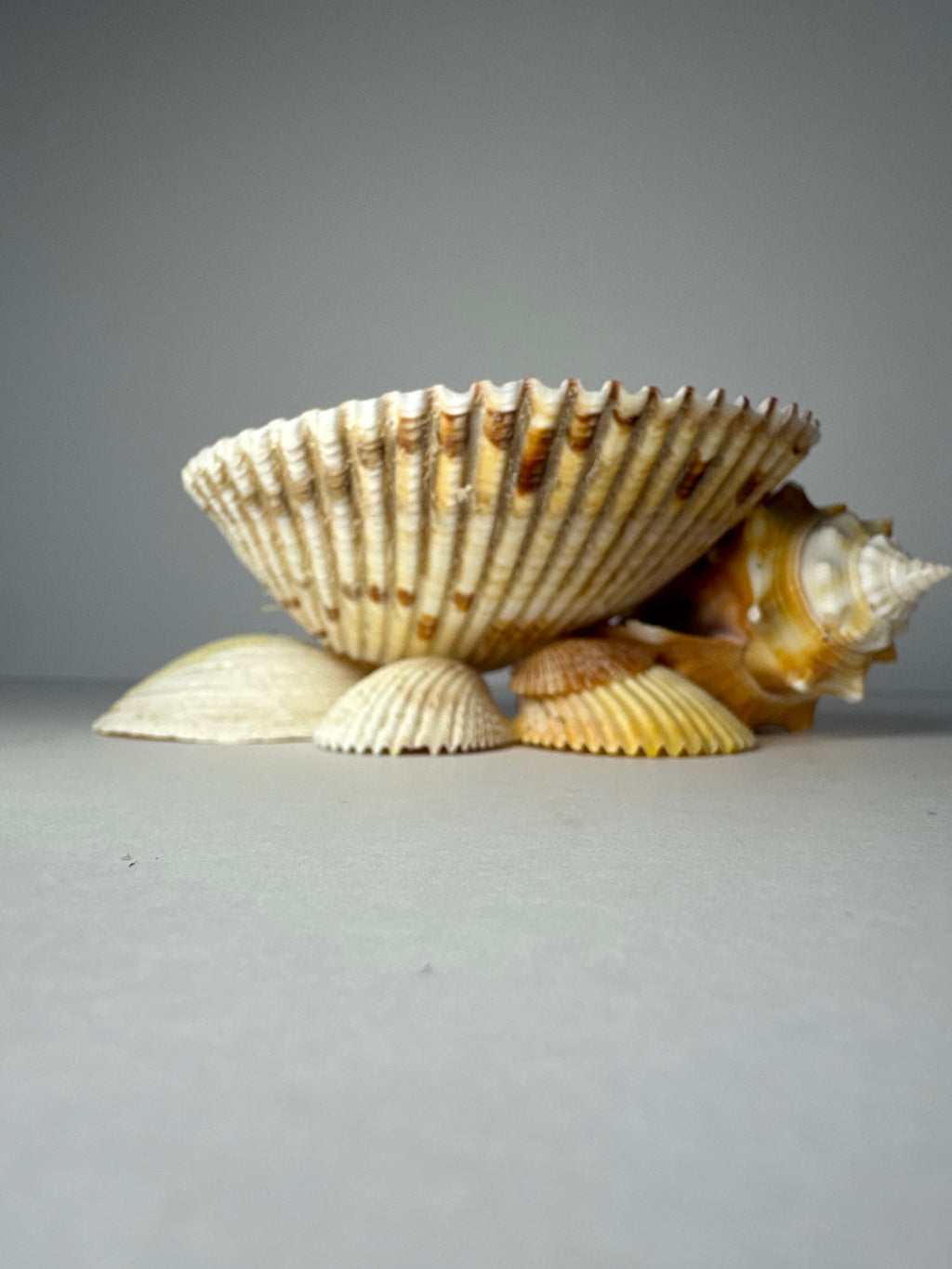 Shell Candle