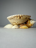 Shell Candle