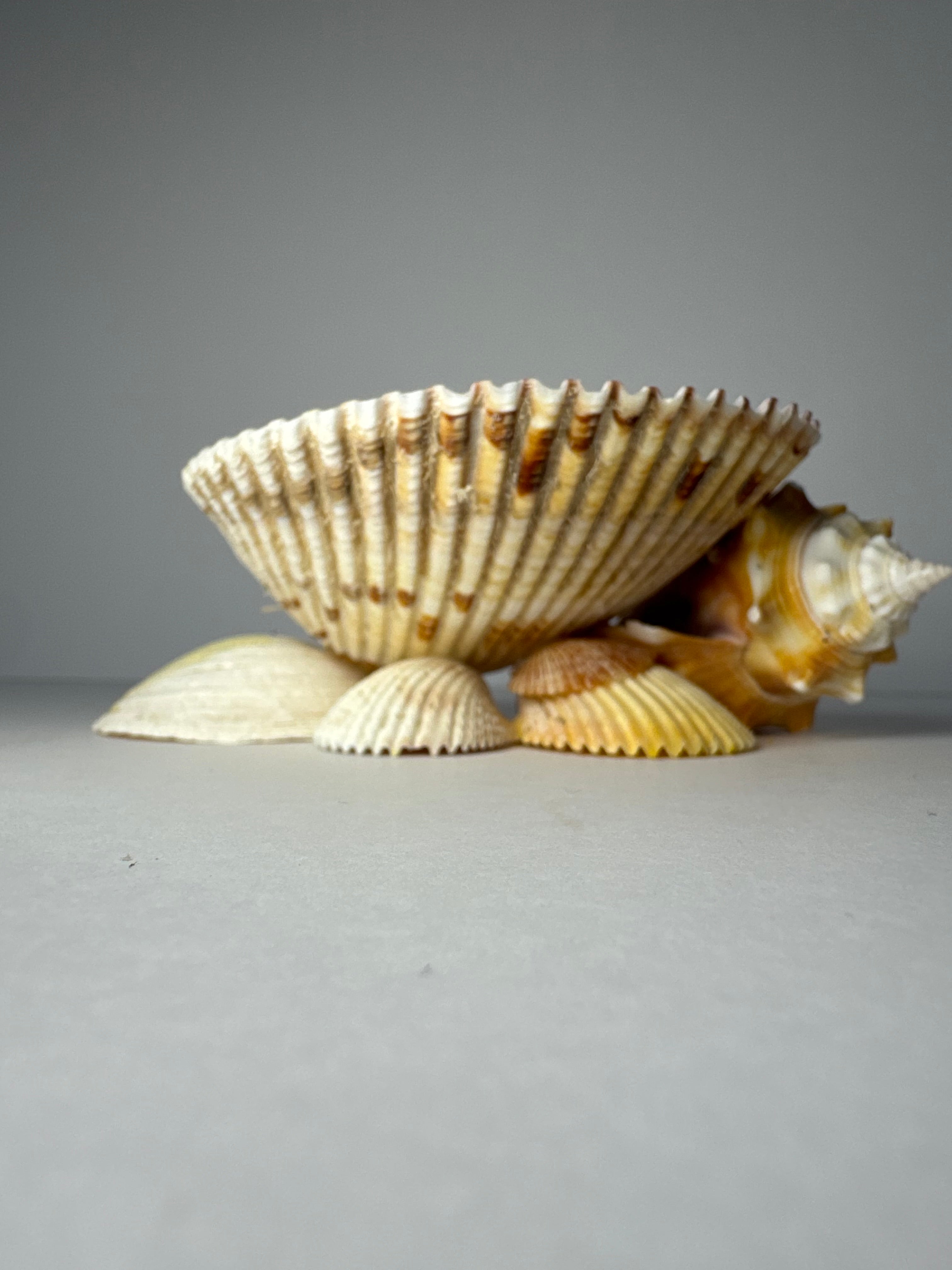 Shell Candle