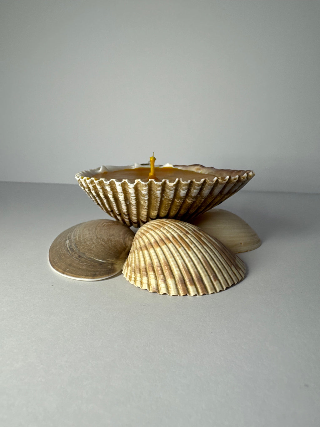 Shell Candle