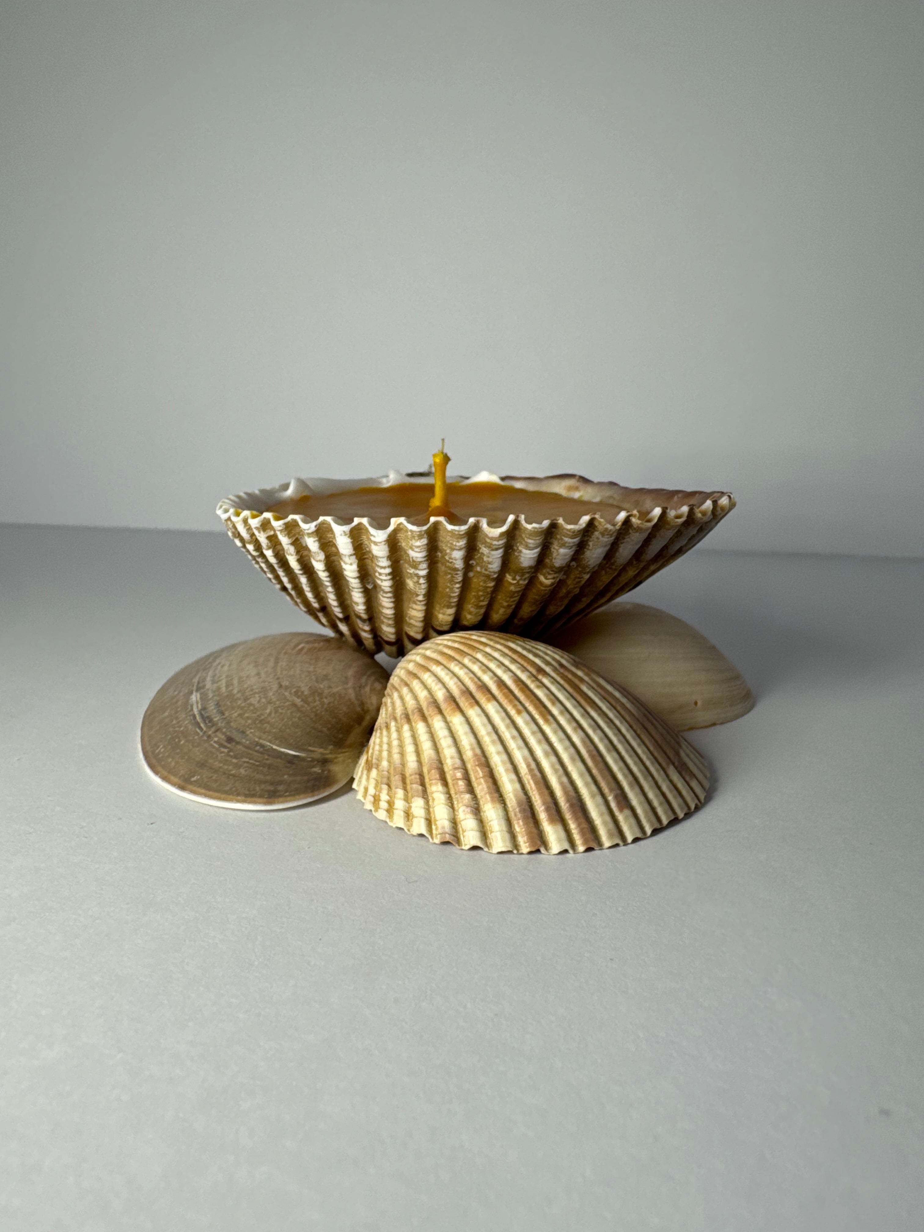 Shell Candle