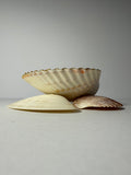 Shell Candle