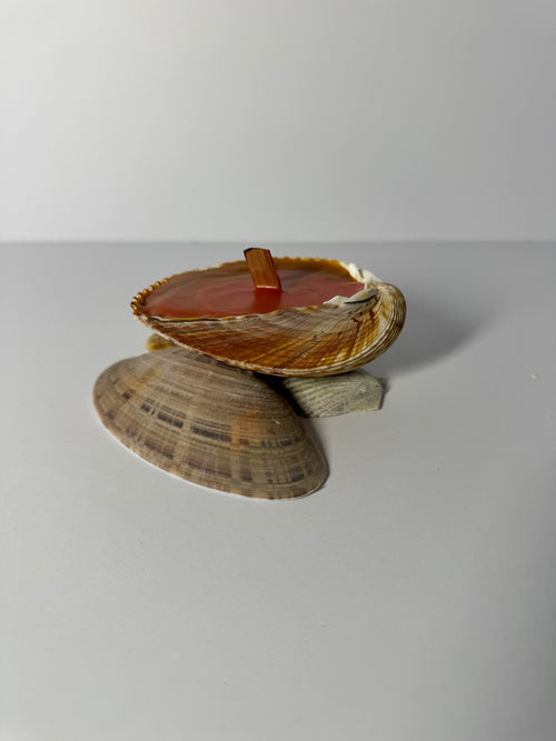 Shell Candle
