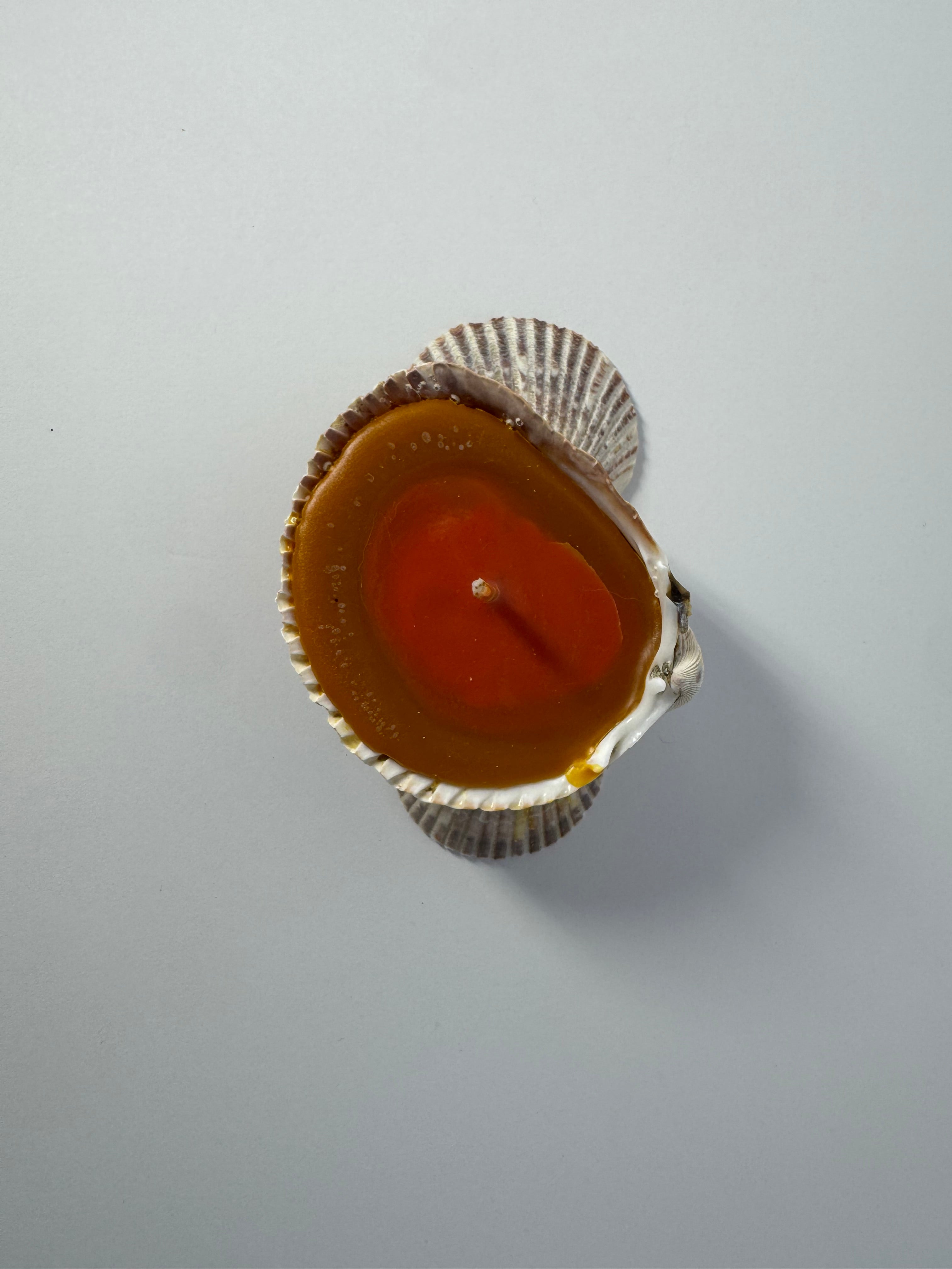 Shell Candle