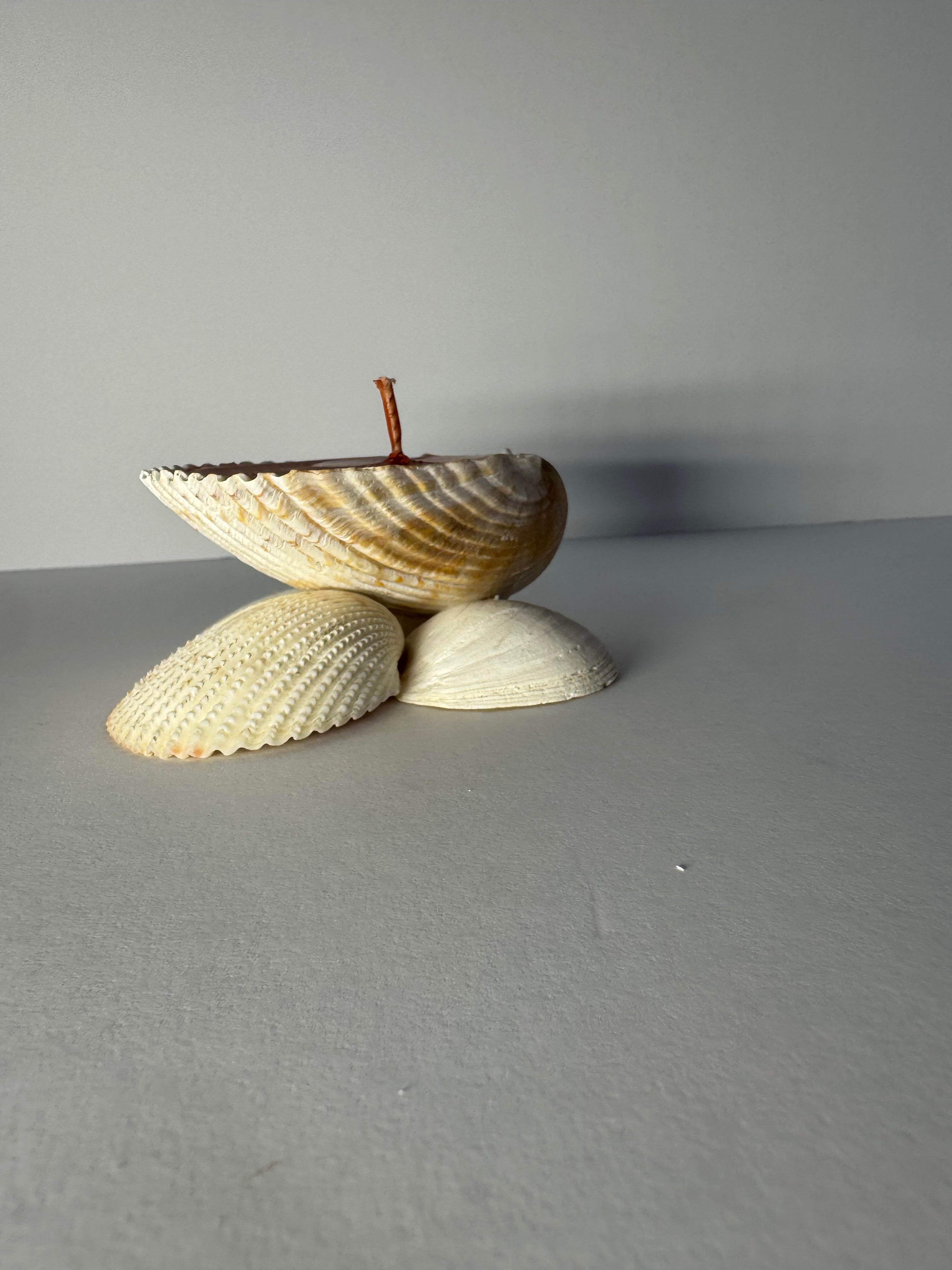 Shell Candle