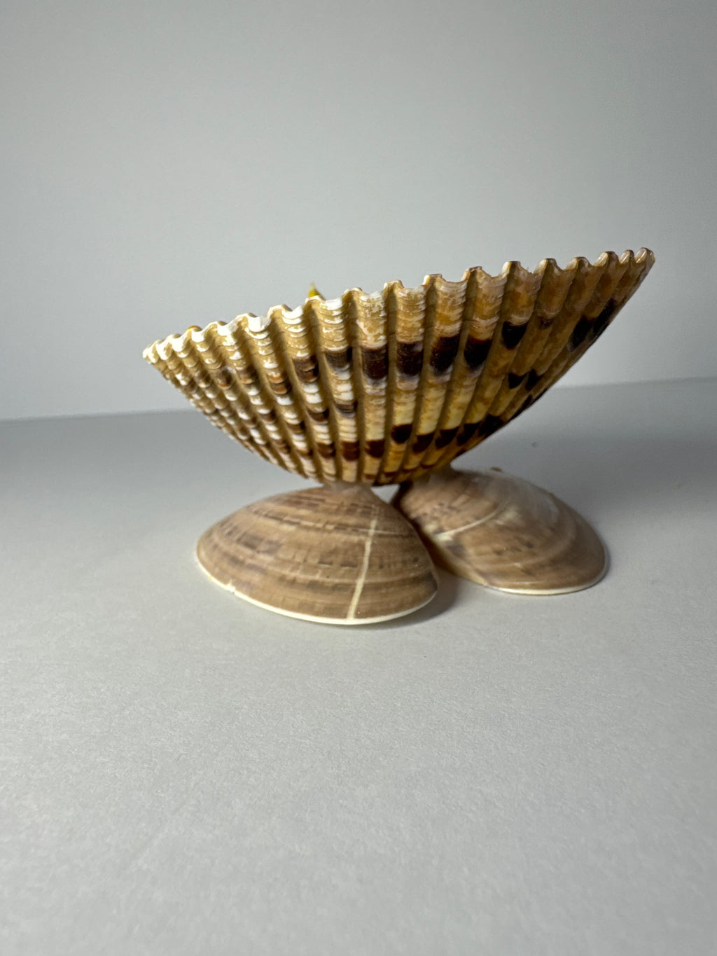 Shell Candle