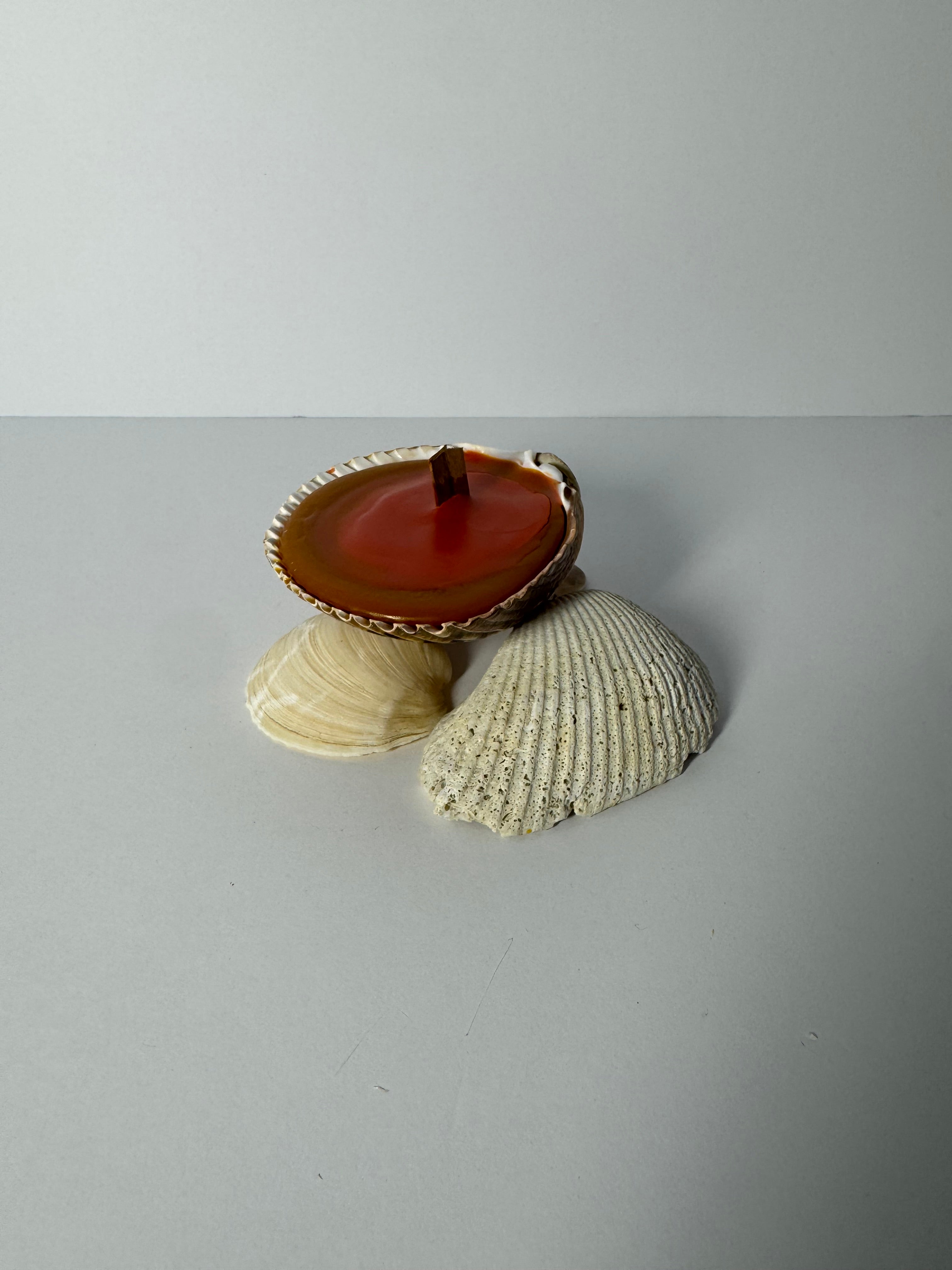 Shell Candle