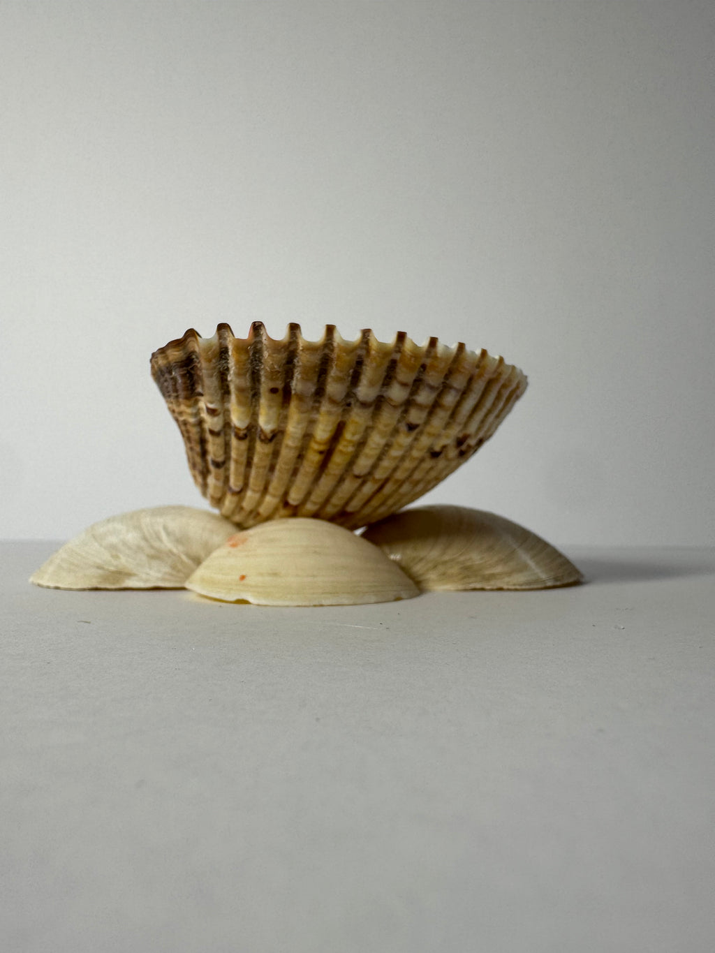 Shell Candle