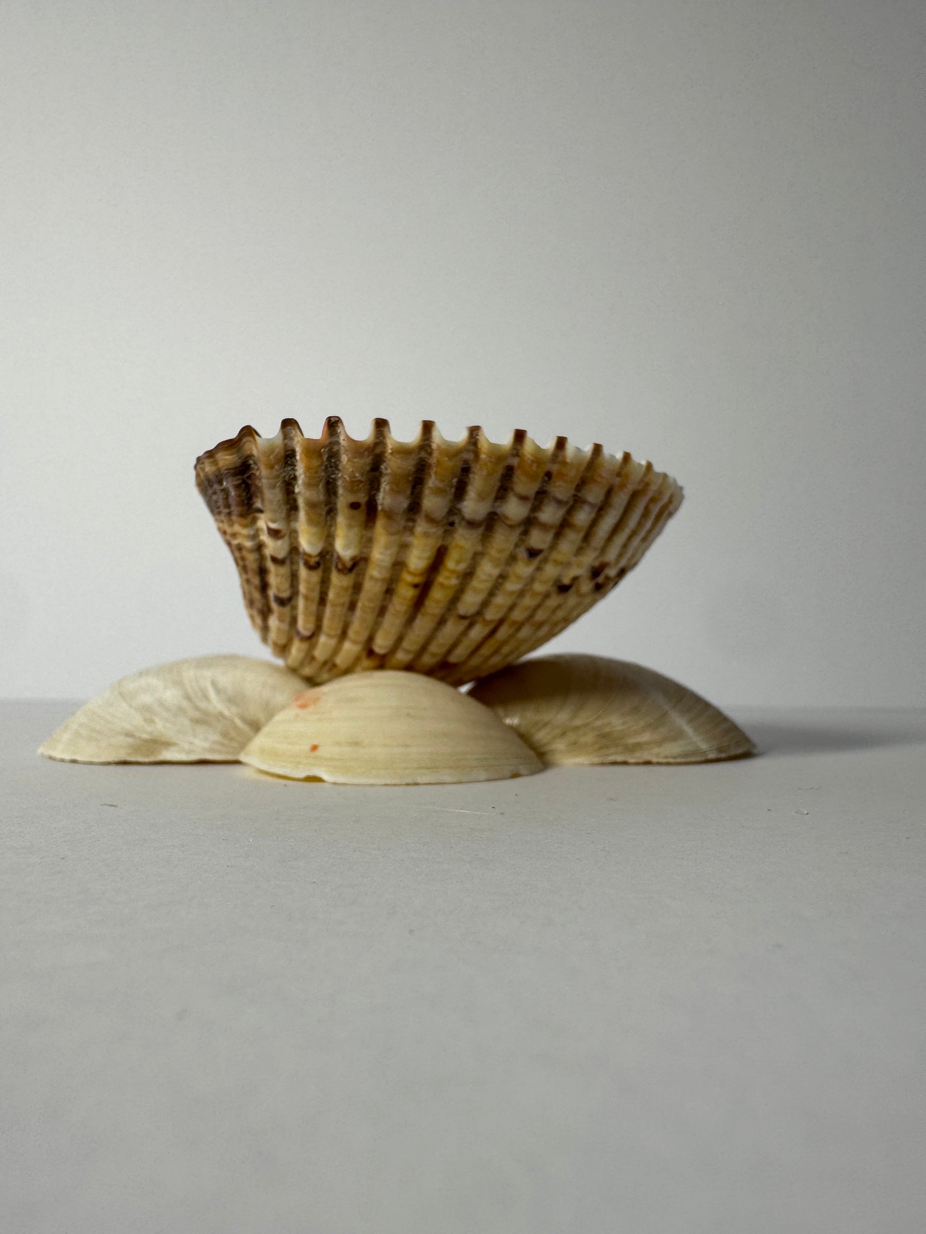 Shell Candle