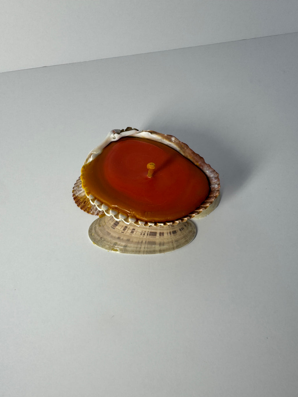 Shell Candle