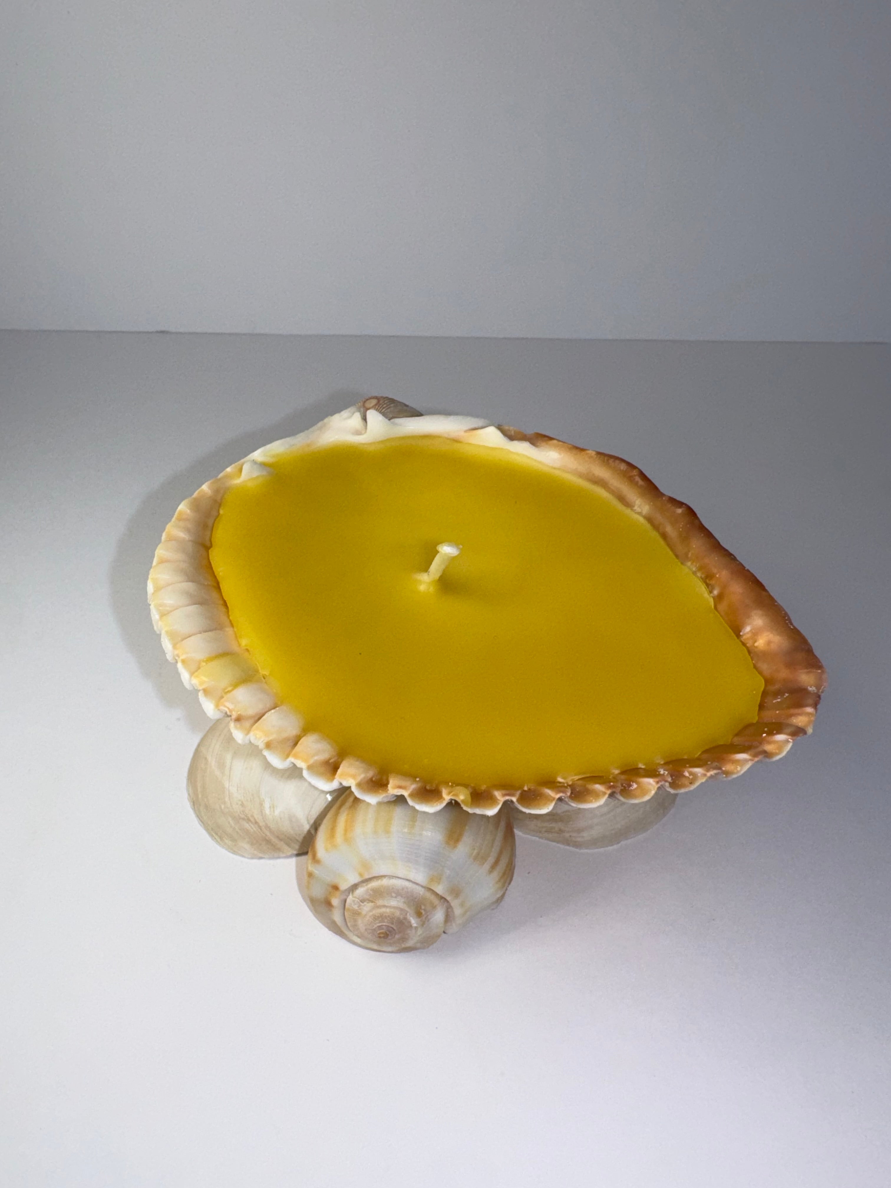 Shell Candle